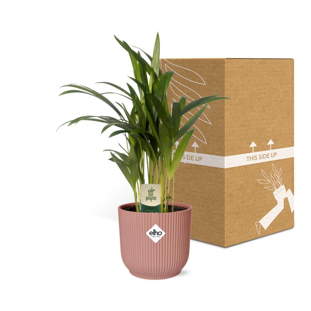 Arecapalme Dypsis Lutescens - 12cm in ELHO Vibes Topf Fold 14cm rosa