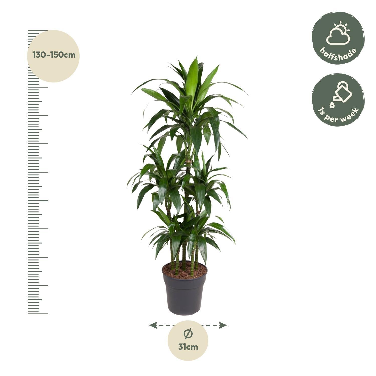 Drachenbaum Janet Craig - Dracaena Janet Craig Carrousel - 140 cm - ø31