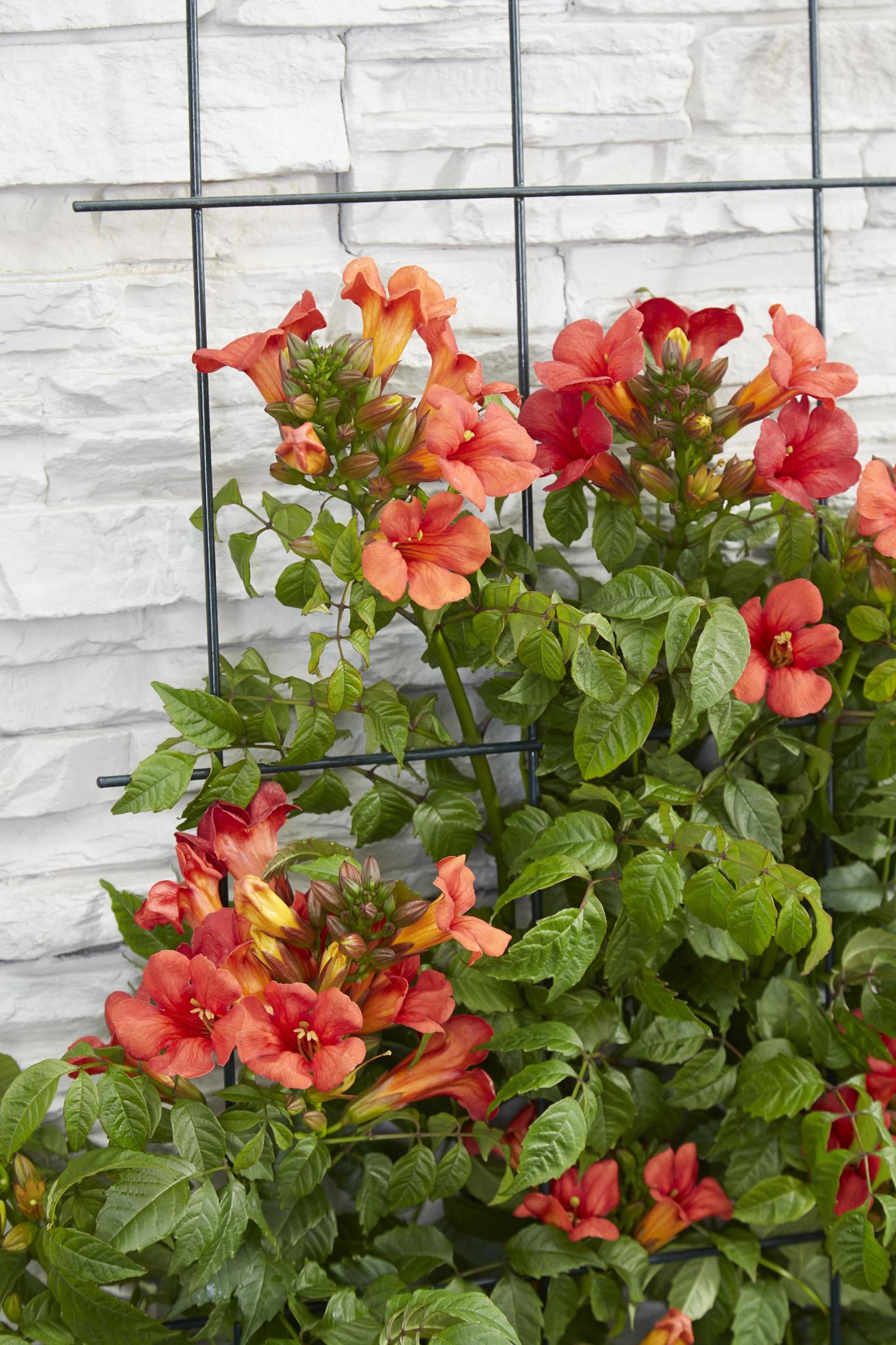 2x - Campsis Summer Jazz 'Vuurtrompet' - ↨65cm - Ø15