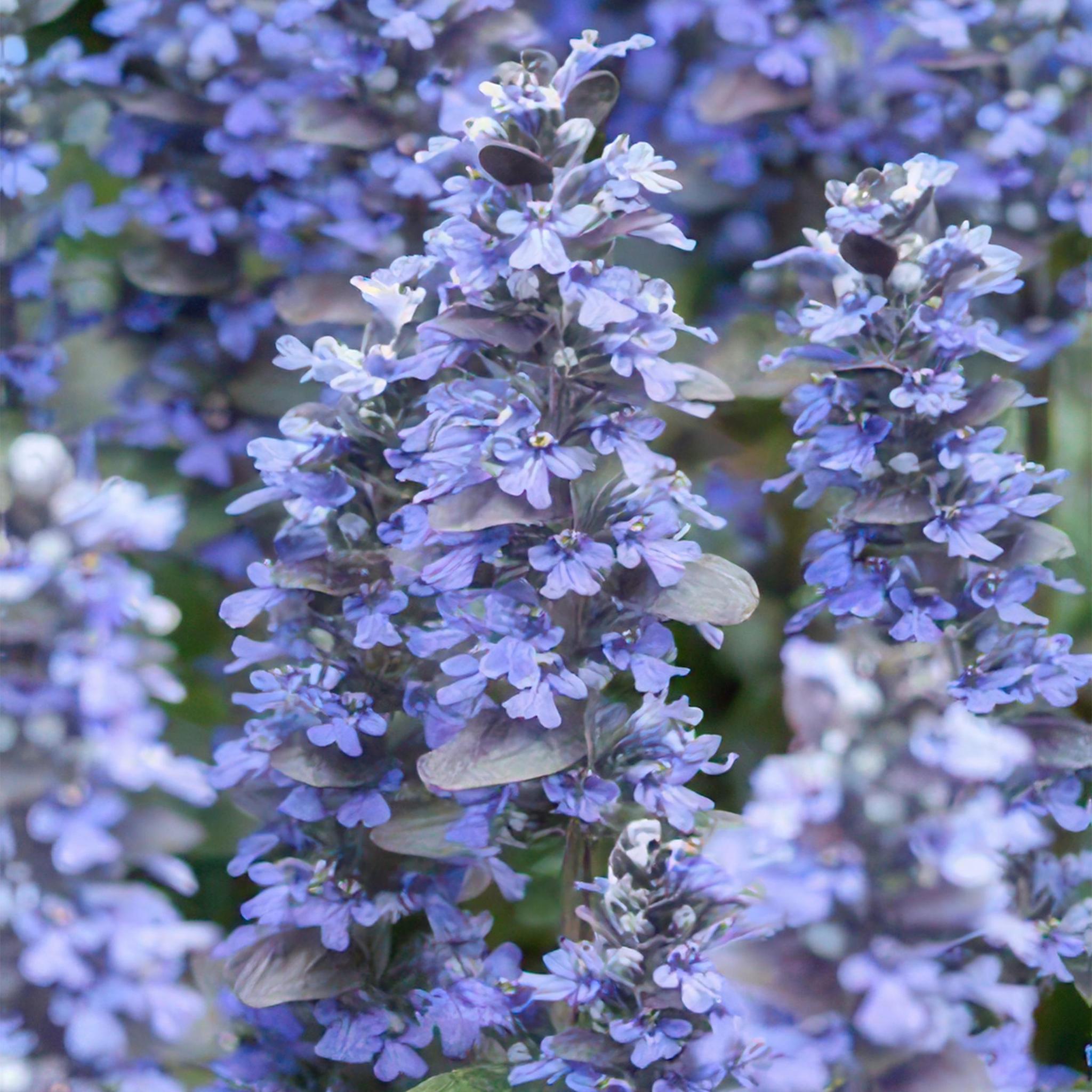 Kriechender Günsel - Ajuga reptans - ↕10-25cm - Ø9cm  - 40 Stück