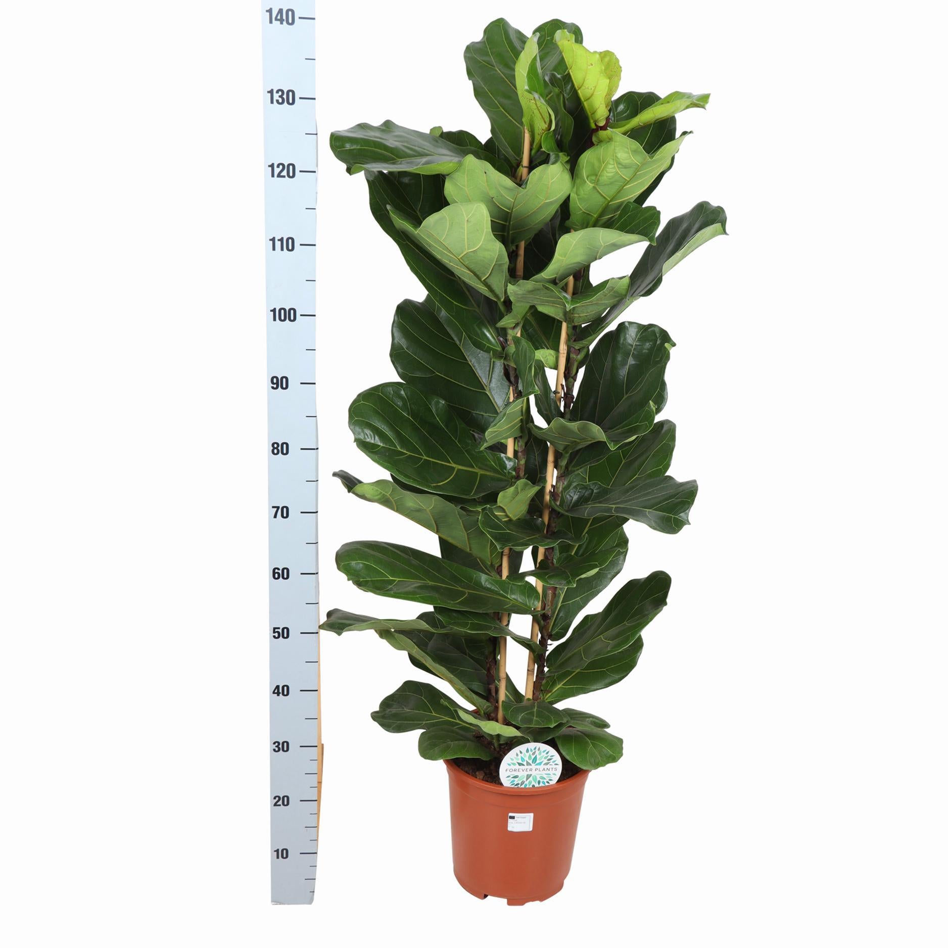 Geigenfeige - Ficus Lyrata Ø27cm ↕140cm in Boule ANTRACIET Topf