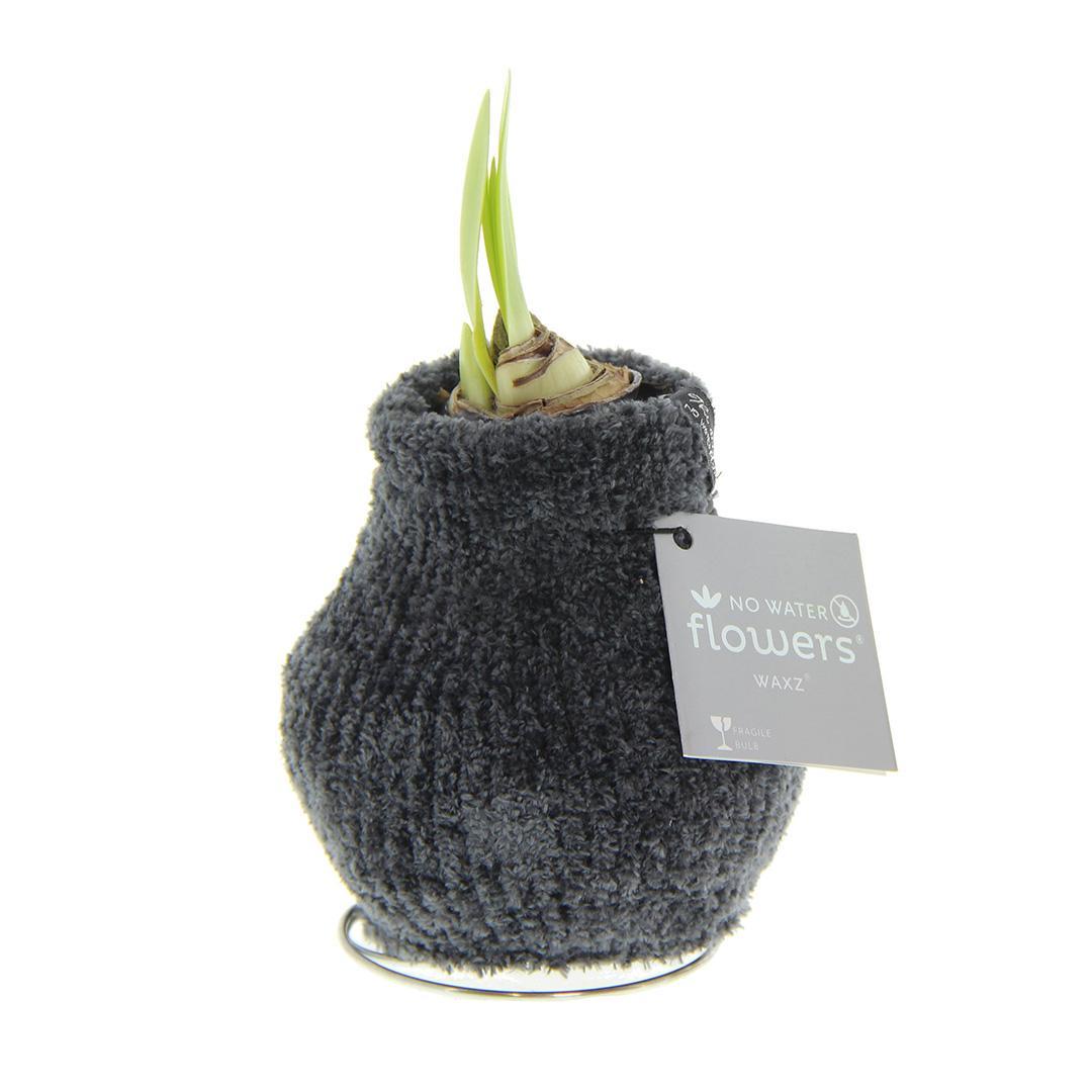 No Water Flowers® (wax amaryllis) | Fashionz Cozy Teddy - Dark Grey + Red flower