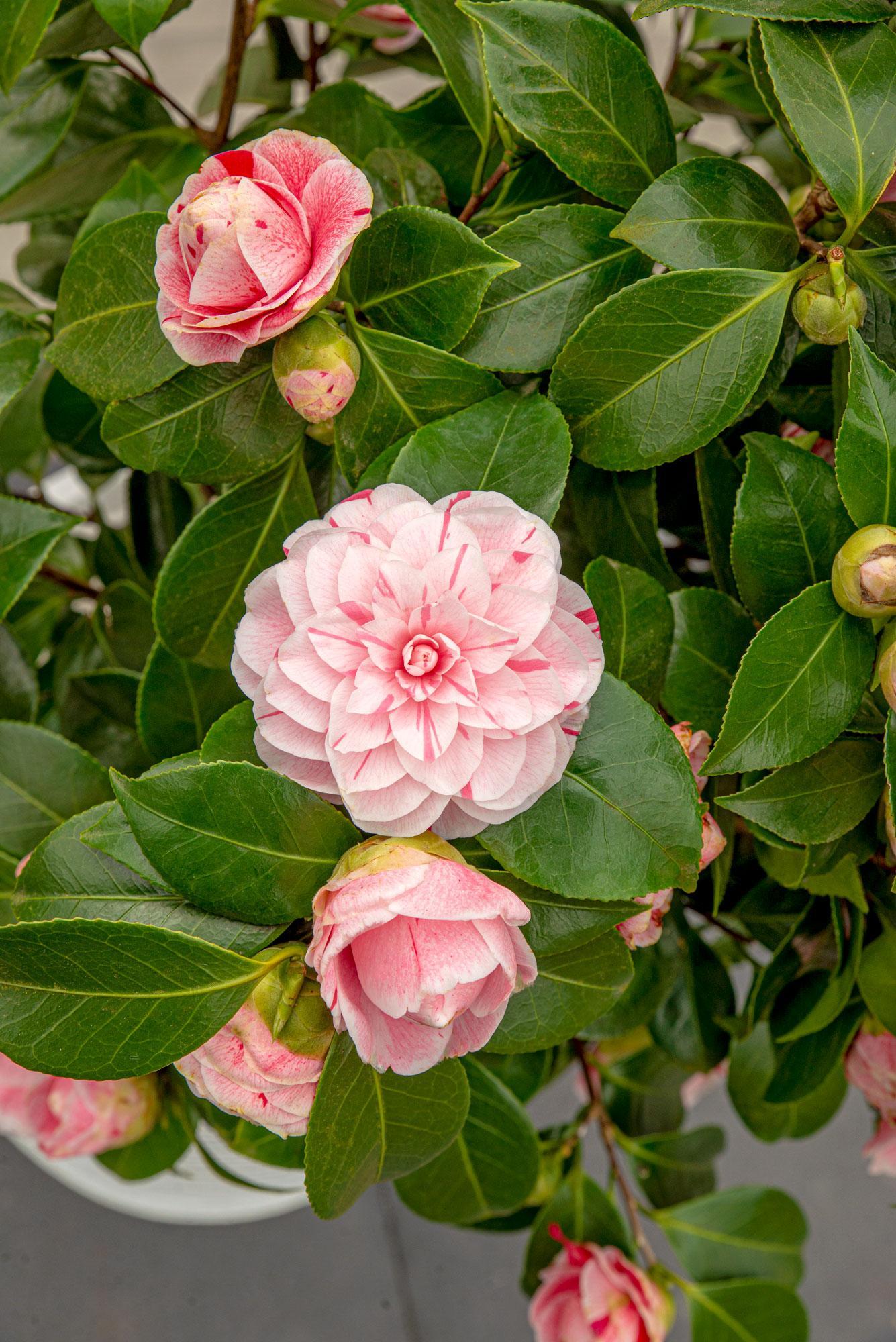 Japanische Kamellie Bonomiana rosa - Camellia japonica Bonomiana - Ø19 - ↨65cm