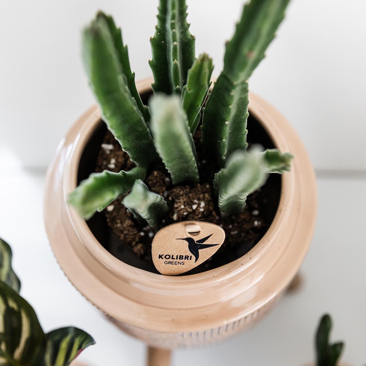 Stapelia - Topfgröße Ø9cm - grüne Zimmerpflanze - frisch vom Züchter - Ø9cm