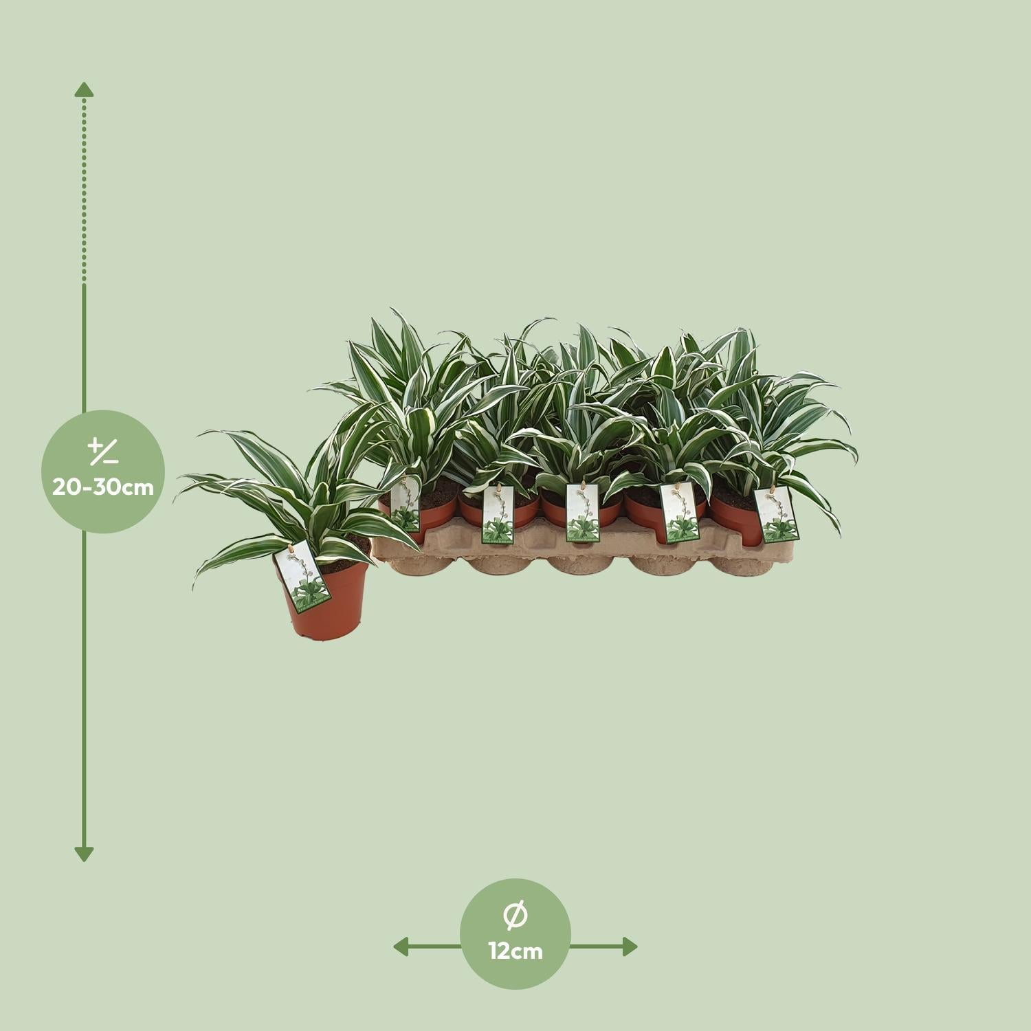 Dracaena Wit Juweel - Ø12cm - ↕25cm