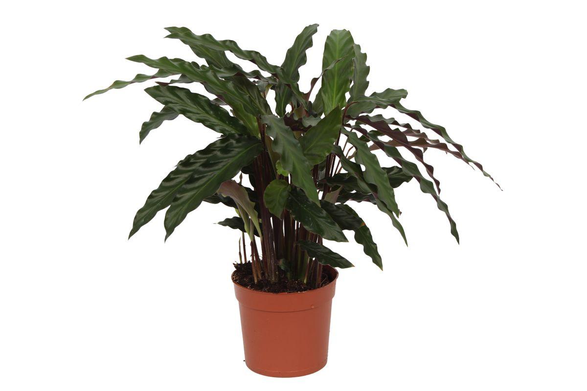 Calathea Elgergrass - Korbmarante -40 cm - Ø12cm