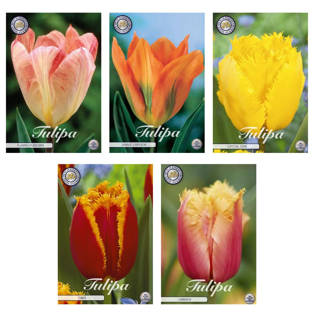 Tulpen Mix - Tulipa Blumenzwiebeln Mix (4) - 5 Spezies - 47 Blumenzwiebeln