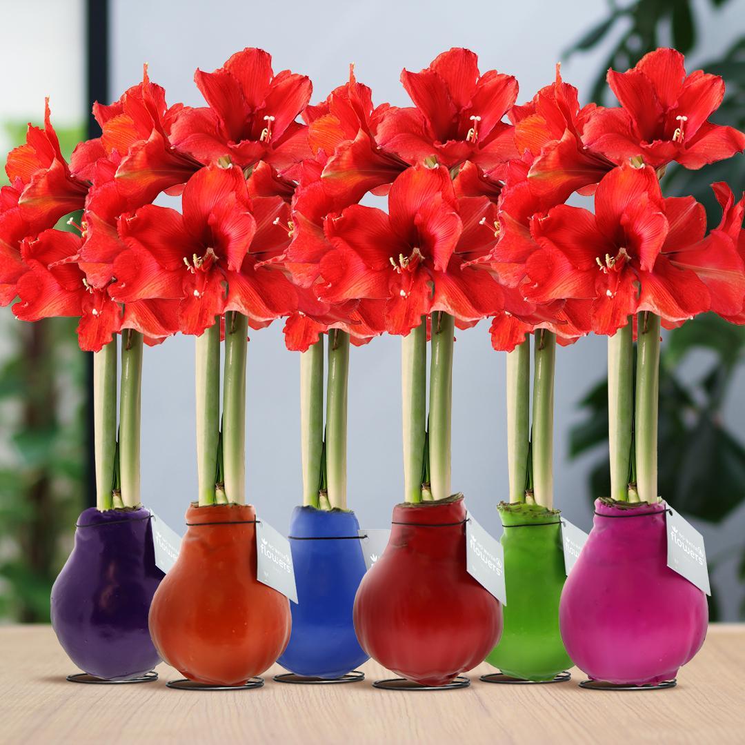 No Water Flowers® (wax amaryllis) | Waxz® Colours Happy Mix (6 pack) + Red flower