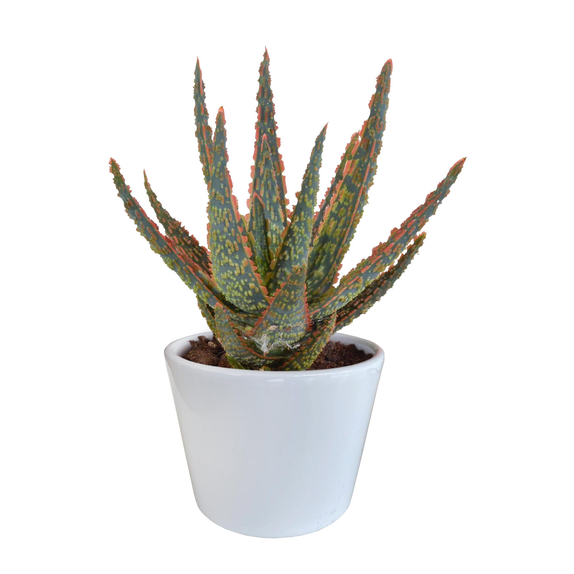 Aloe Zebrina Dannyz 10,5cm - in weißen Topf