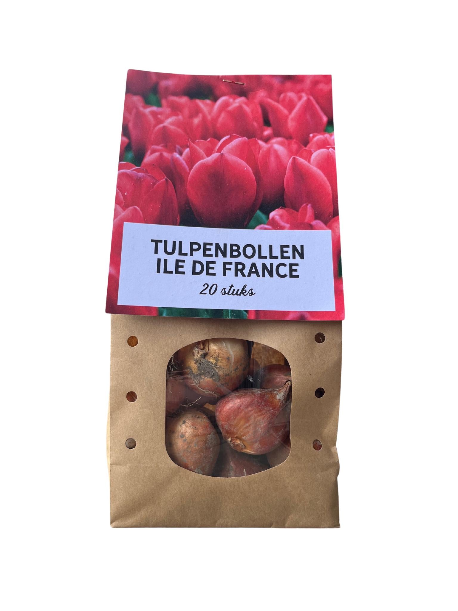 Tulpe Ile de france - Tulpenzwiebelm 20 Stück