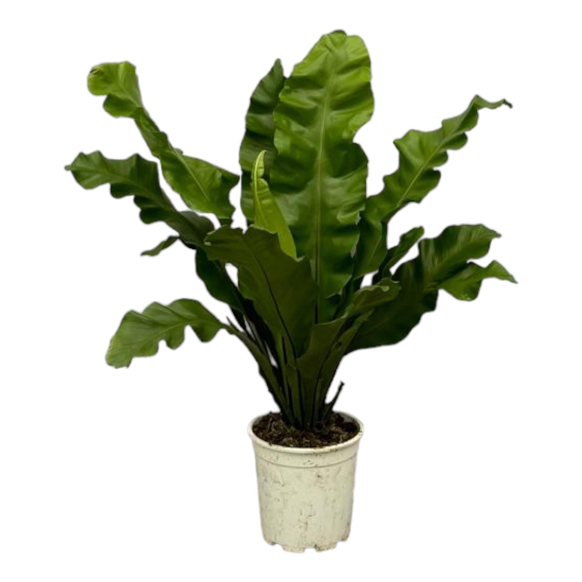 Vogelnestfarn -Asplenium Nidum - 80 cm - Ø21cm