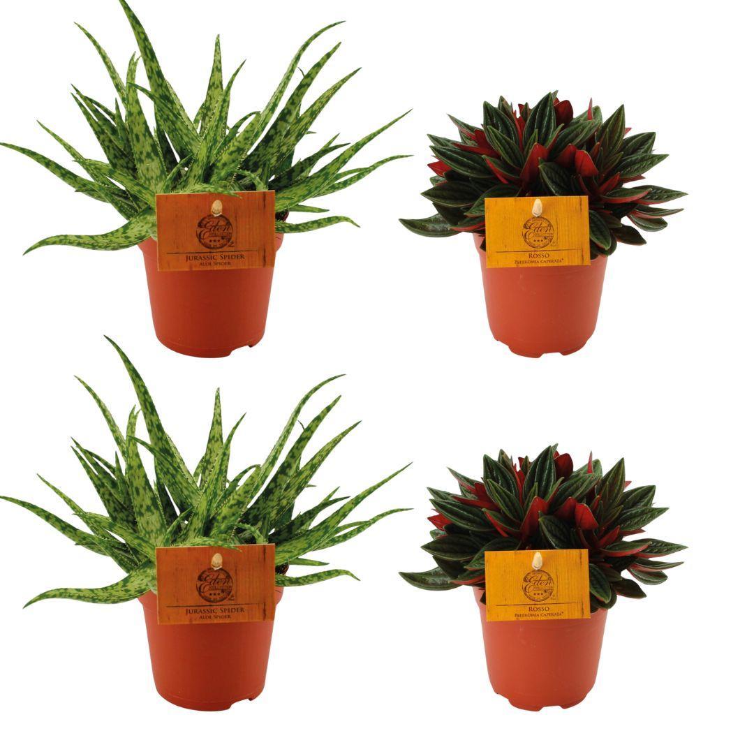 Planzen Mix - Aloe Spider + 2x Peperomia Rosso - 4 stück - Ø10.5cm - ↕10cm