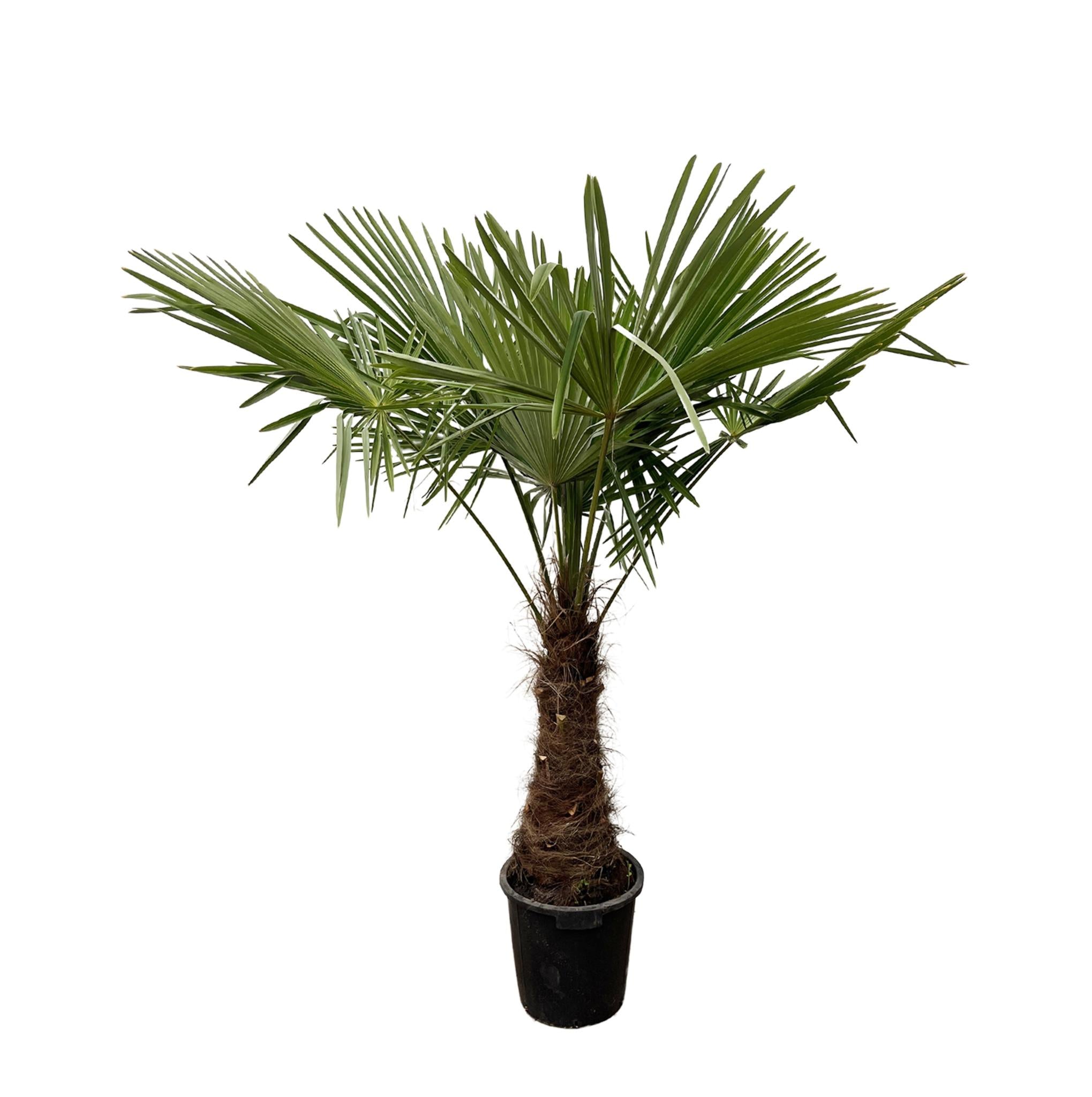 Trachycarpus - 220cm- Ø45