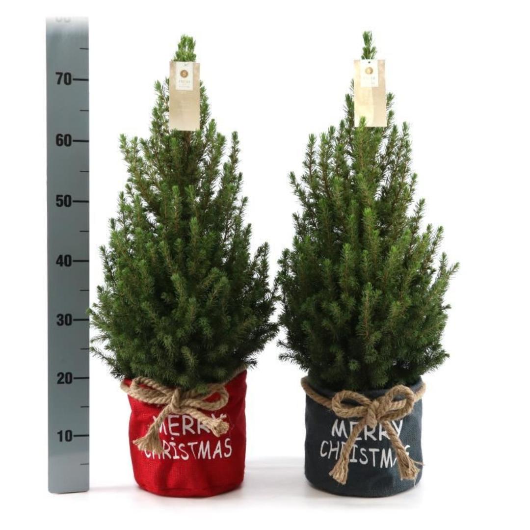 Kleiner Weihnachtsbaum in Xmas Sack blau - 70 cm - Picea Glauca Conica - Standalone