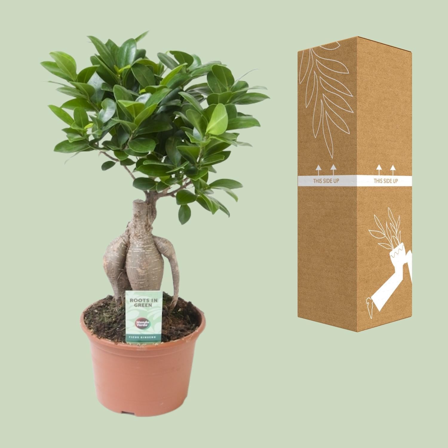 Ficus microcarpa Ginseng - Ø15cm - ↕35cm