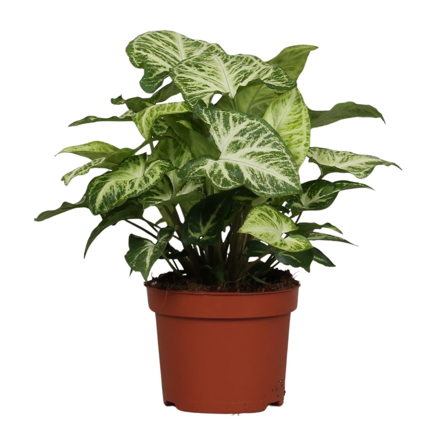 Syngonium Pijl - Ø12cm - ↕25cm