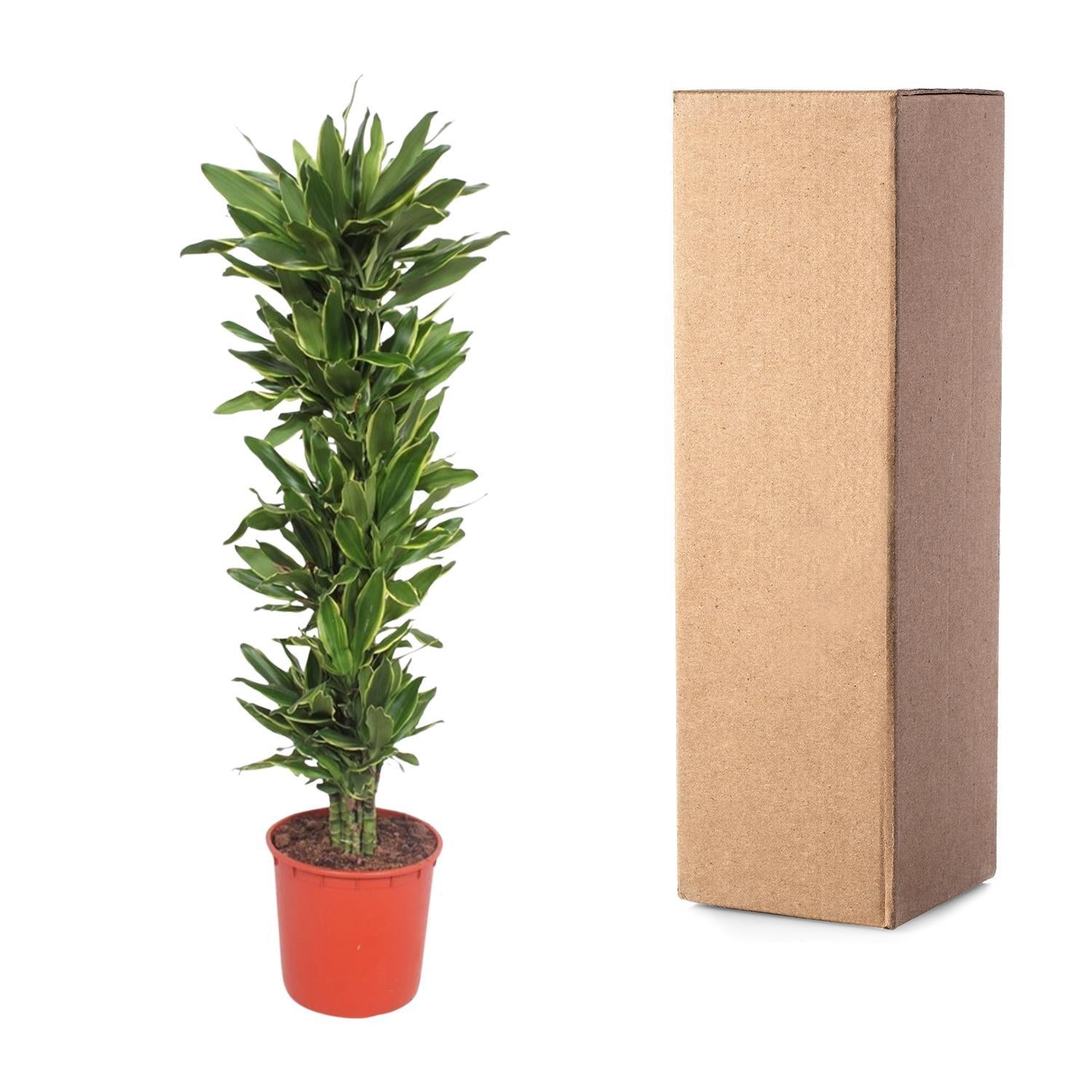 Drachenbaum Golden Coast - Dracaena Golden Coast - 200 cm - ø34