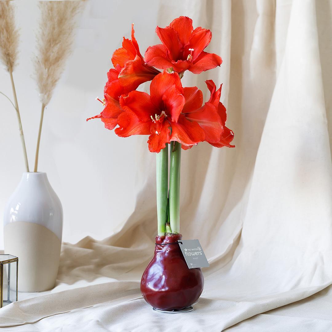 No Water Flowers® (wax amaryllis) | Waxz® Colours trio Mix (3 pack) + Red & White flower