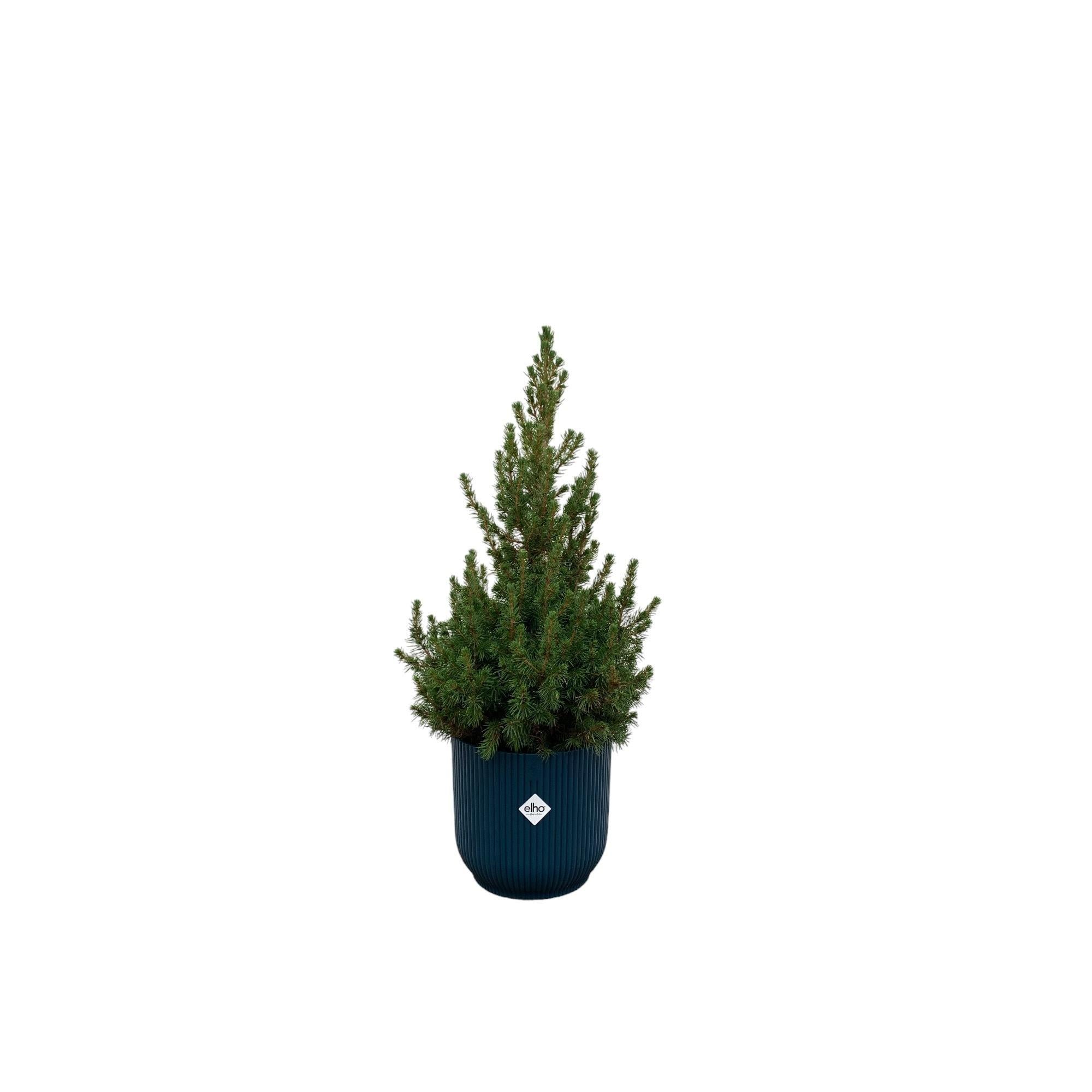 Picea Glauca  inklusive elho Vibes Fold Round Topf blau Ø22 - 60 cm