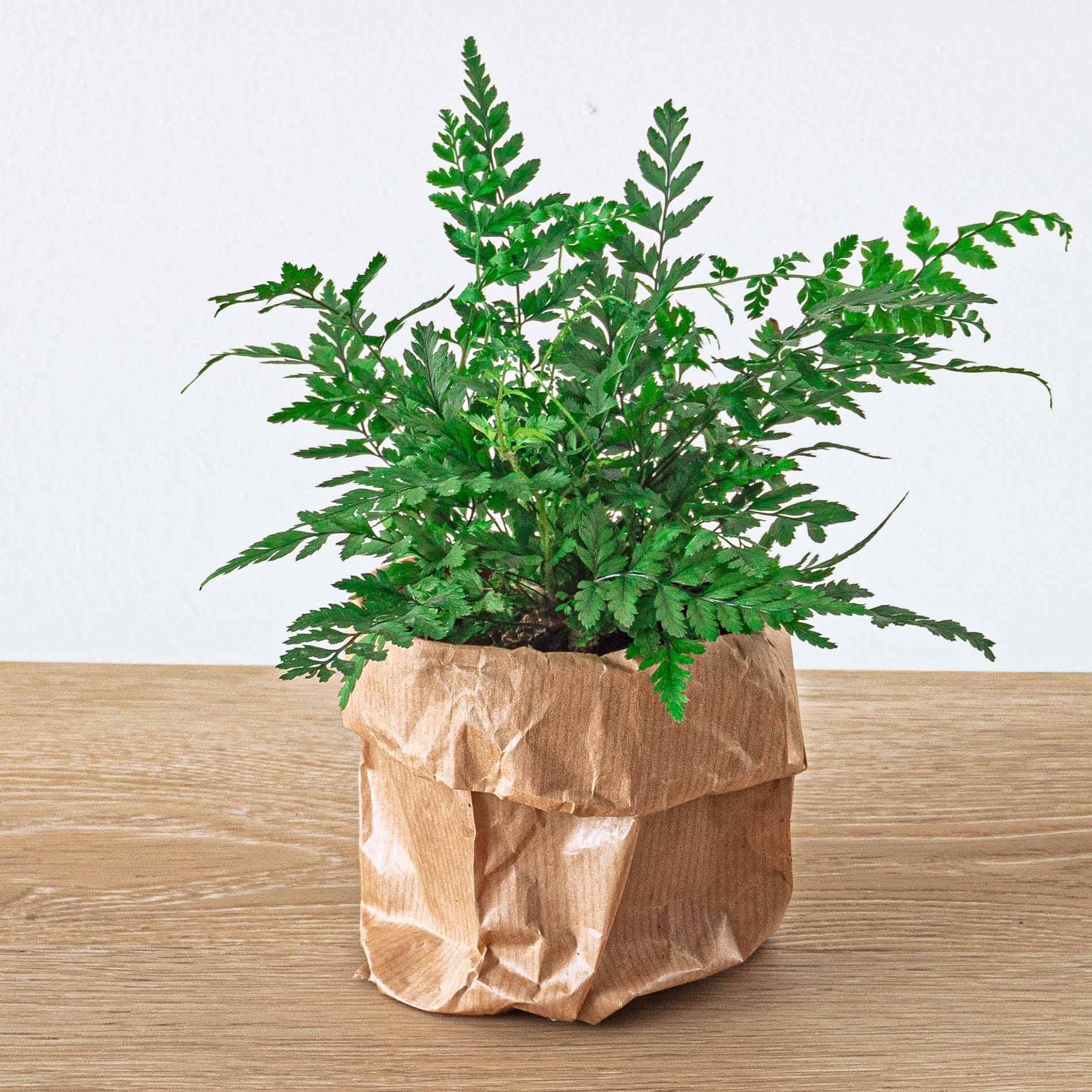 Pflanzenterrarienpaket - Jungle 5 - Coffea - Farn - Palme - 2x Fittonia - Nachfüll- und Starterpaket - DIY