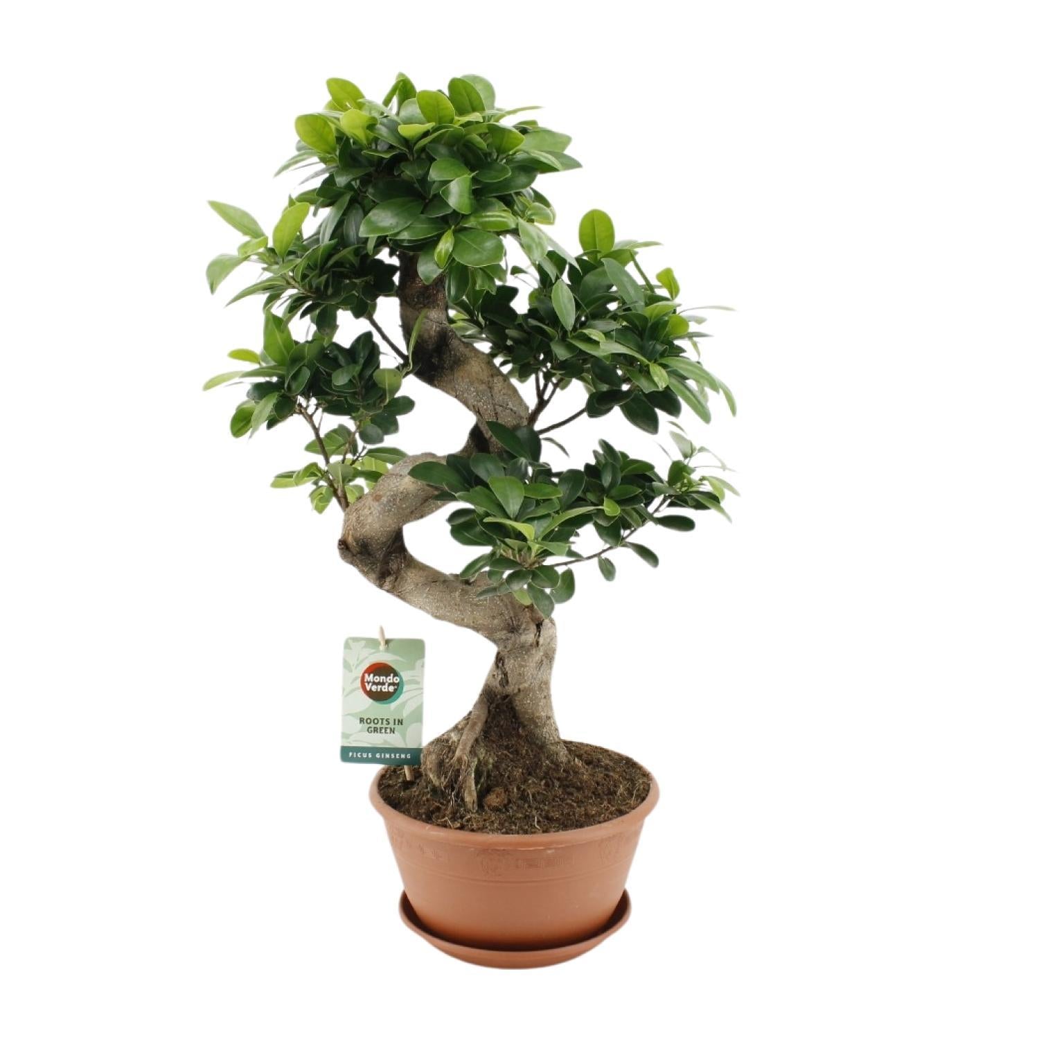 Ficus microcarpa Ginseng - Ø22cm - ↕60cm