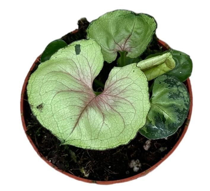 Purpurtute - Syngonium Bob Allusion - Ø10,5cm - ↕15cm