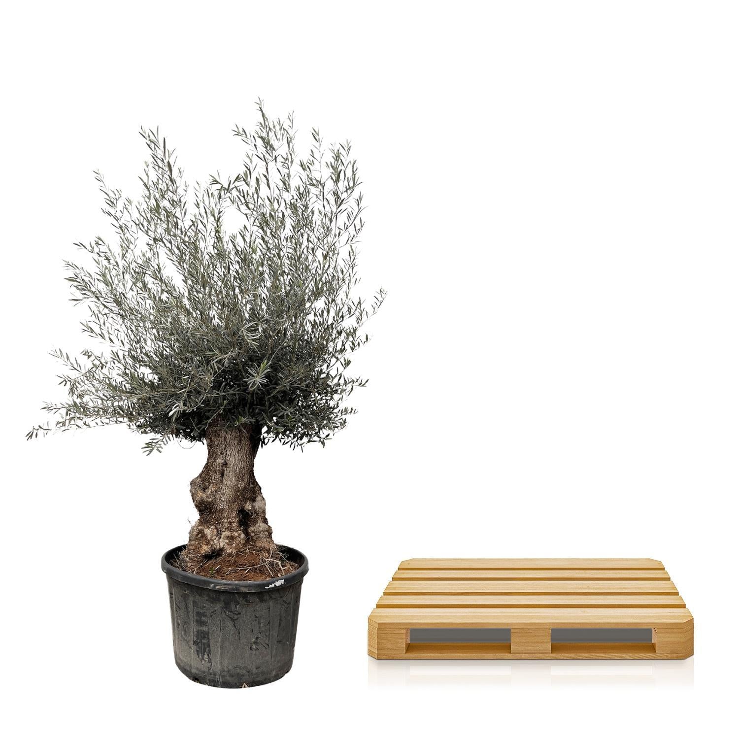 Olea Olive Europaea Bonsai - 225cm- Ø80