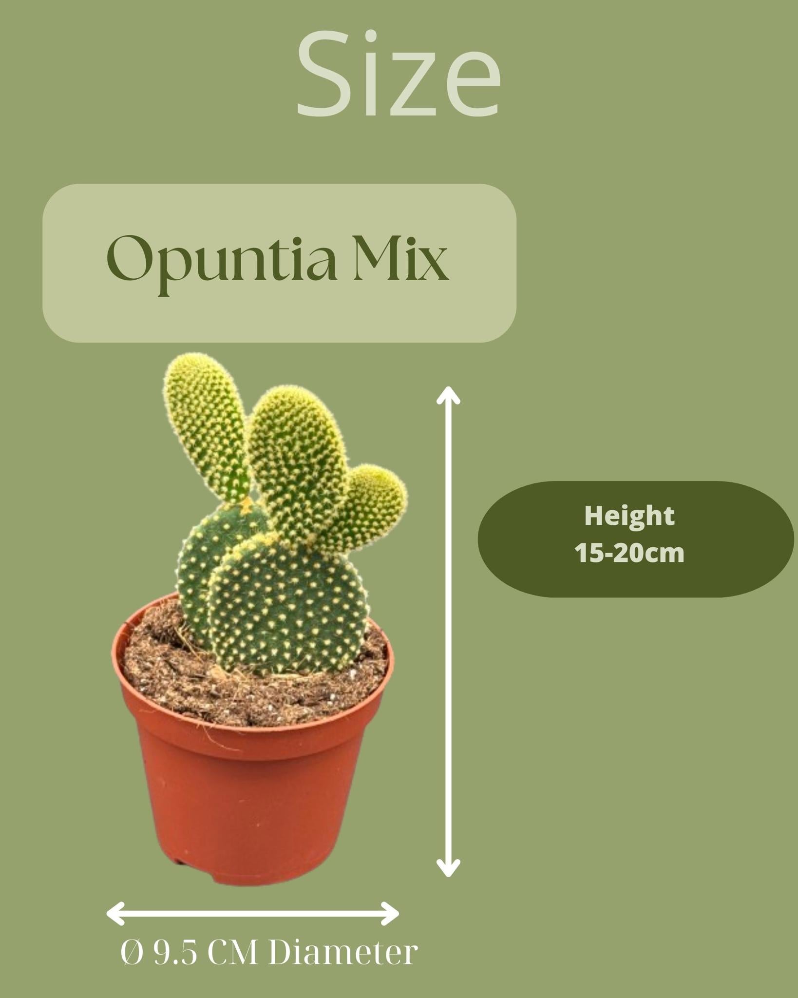 Hasenohrkaktus auch Engelsohr - opuntia microdasys- 8.5cmØ- 15-20cm Höhe  - Zink Topf   3 Stück