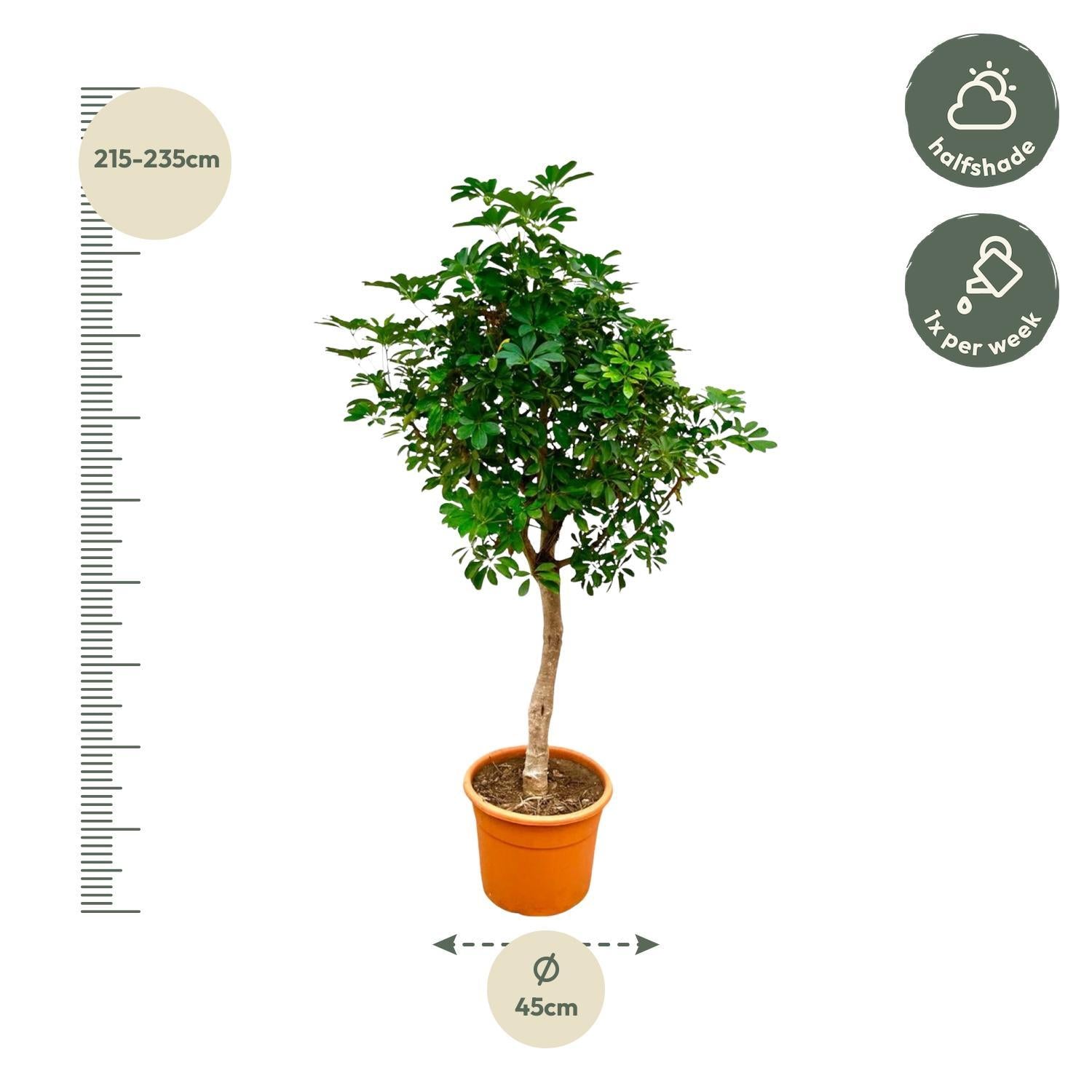 Schefflera mit stamm - 225cm - ø45