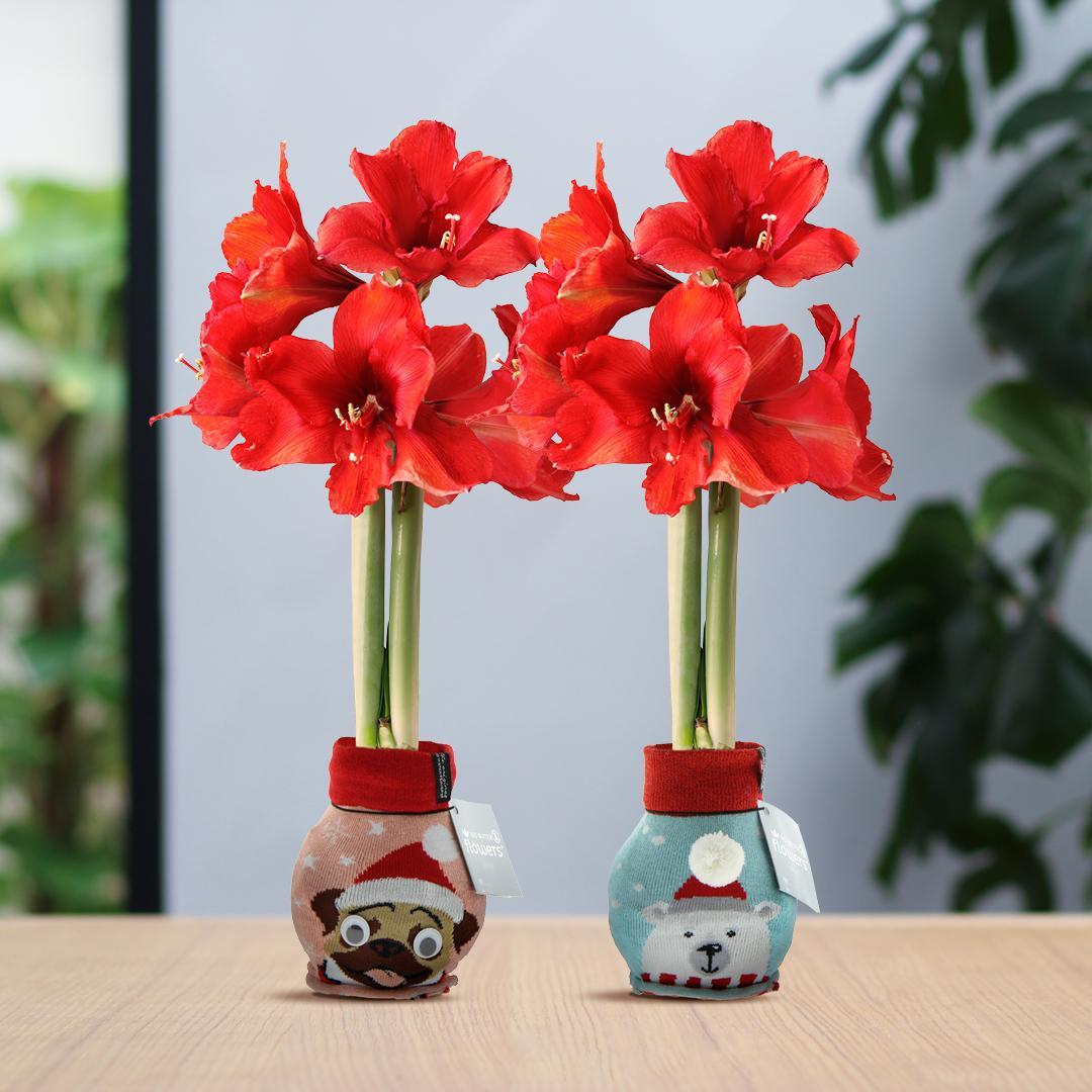 No Water Flowers® (wax amaryllis) | Fashionz Xmas Fun Dog & Bear Mix (2 pack) + Red flower