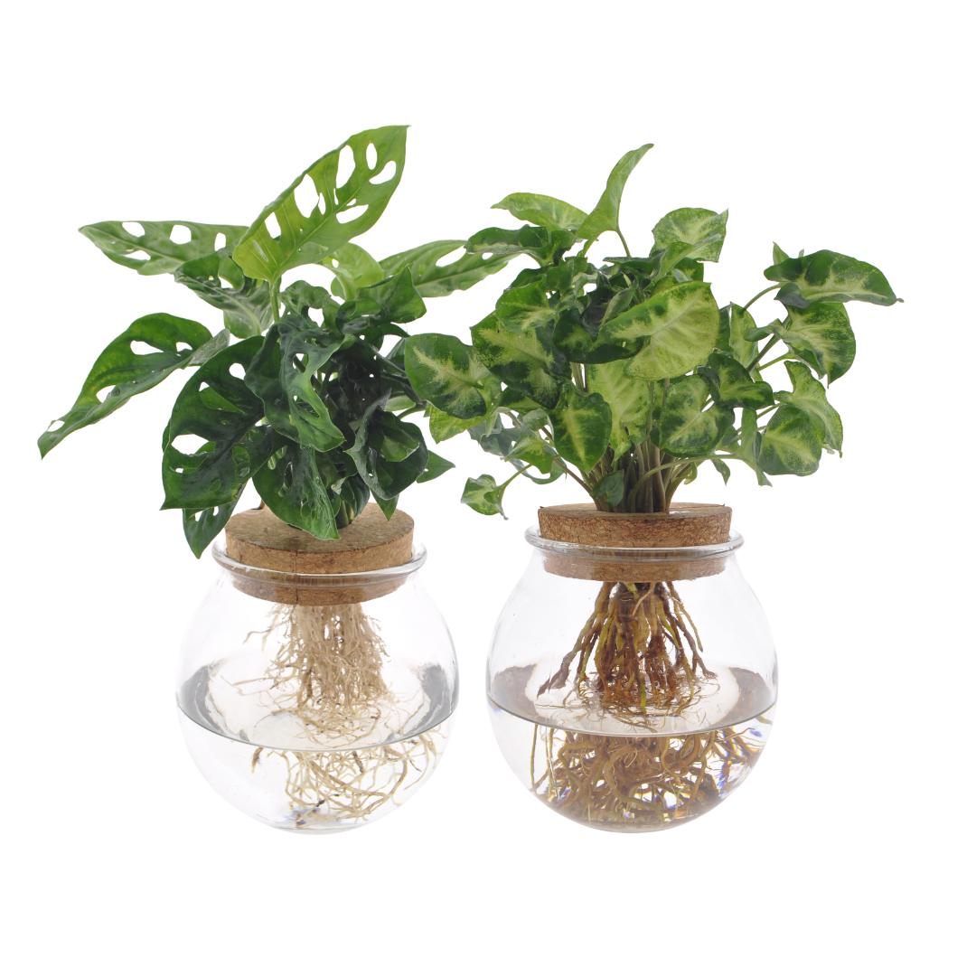 Flaschengarten - Konvexes Glas-Duo Monstera Adansonii/Syngonium Green – 2 Stück – Ø12 cm – ↕12–30 cm