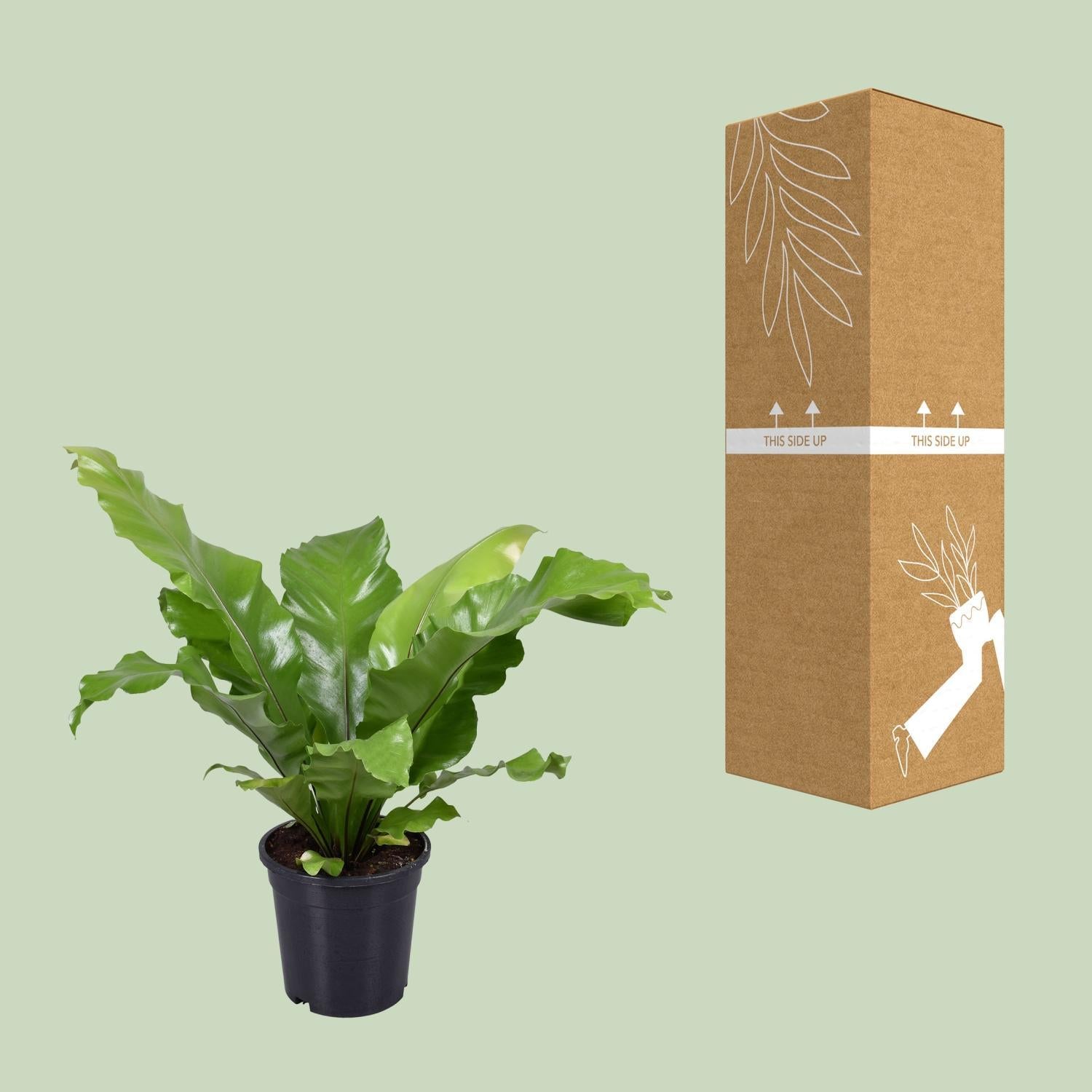 Vogelnestfarn - Asplenium Nidus - Ø17cm - ↕45cm