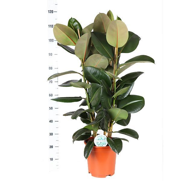 Gummibaum Ficus Elastica Robusta Ø27cm - ↕115cm im Boule OLIVE Topf