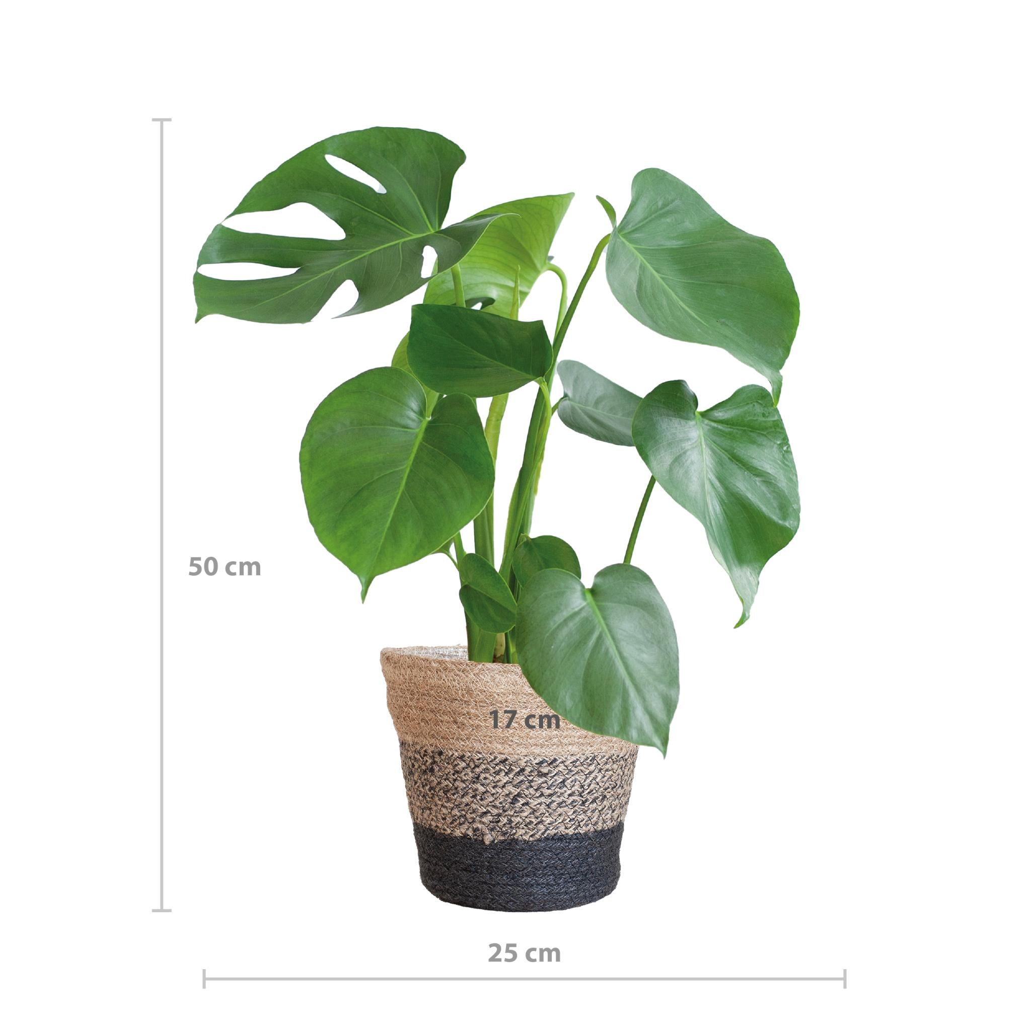 Monstera Pertusum Deliciosa mit dem Lissabon-Schwarzkorb - 50cm - Ø17