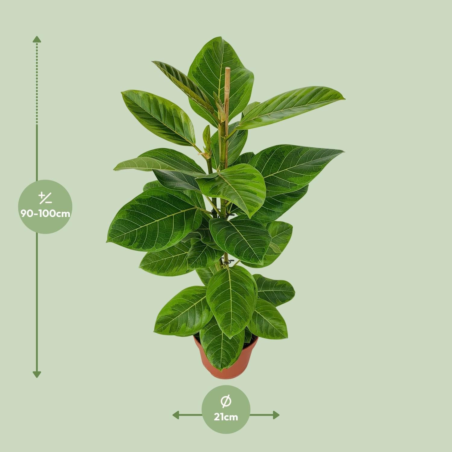 Gummibaum Ficus Altissima - Ø21cm - ↕95cm