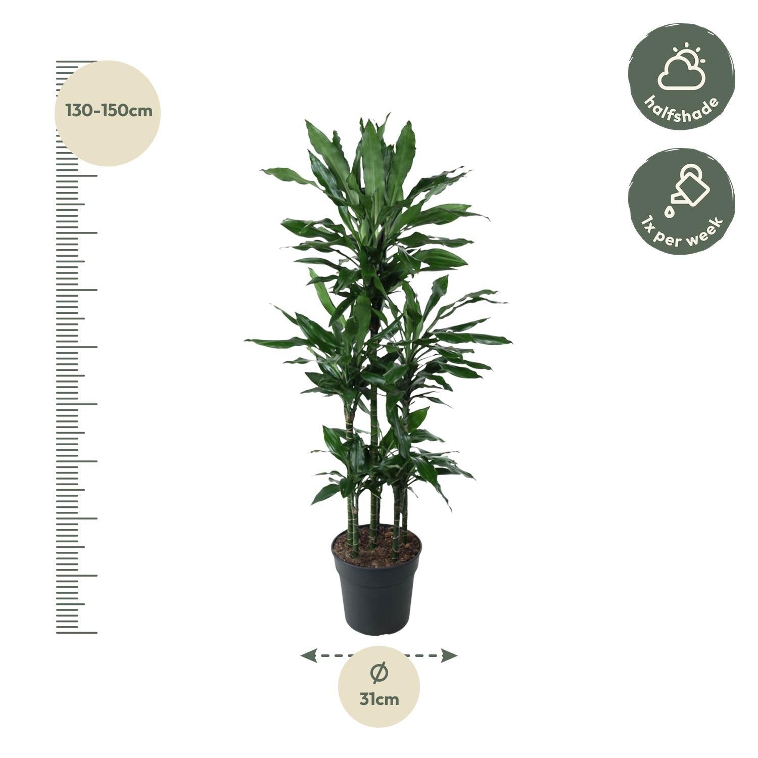 Drachenbaum Janet Lind - Dracaena Janet Lind Carrousel - 140 cm - ø31