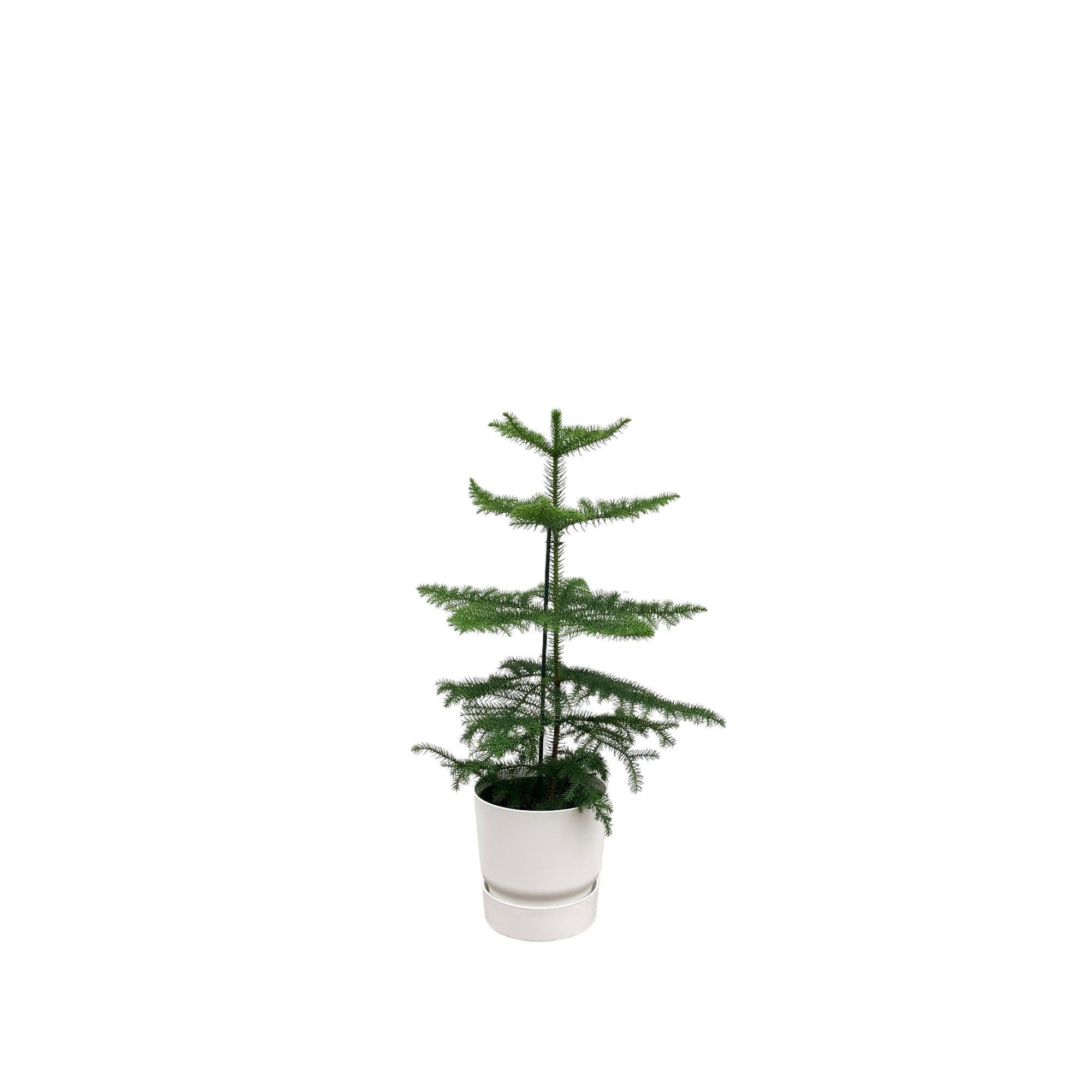 Araucaria (kamerden) inclusief elho Greenville Round Topf weiß  Ø18 - 60 cm