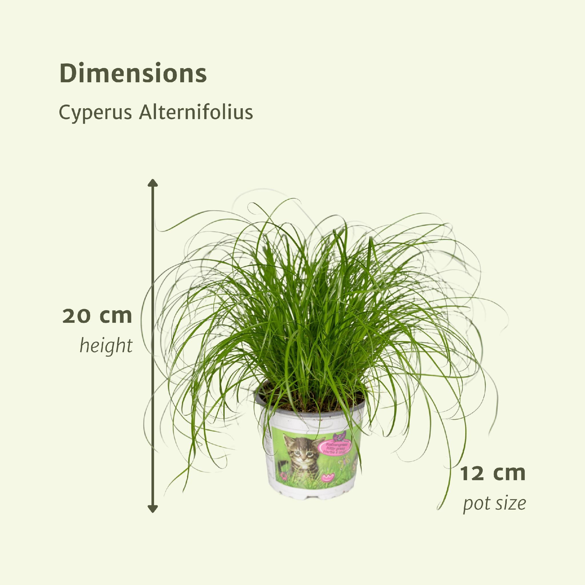 Katzengras - Cyperus Alternifolius - Ø12cm - ↕20cm   2 Stück