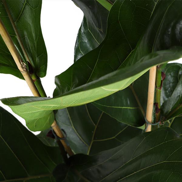 Geigenfeige - Ficus Lyrata - Ø24cm - ↕120cm