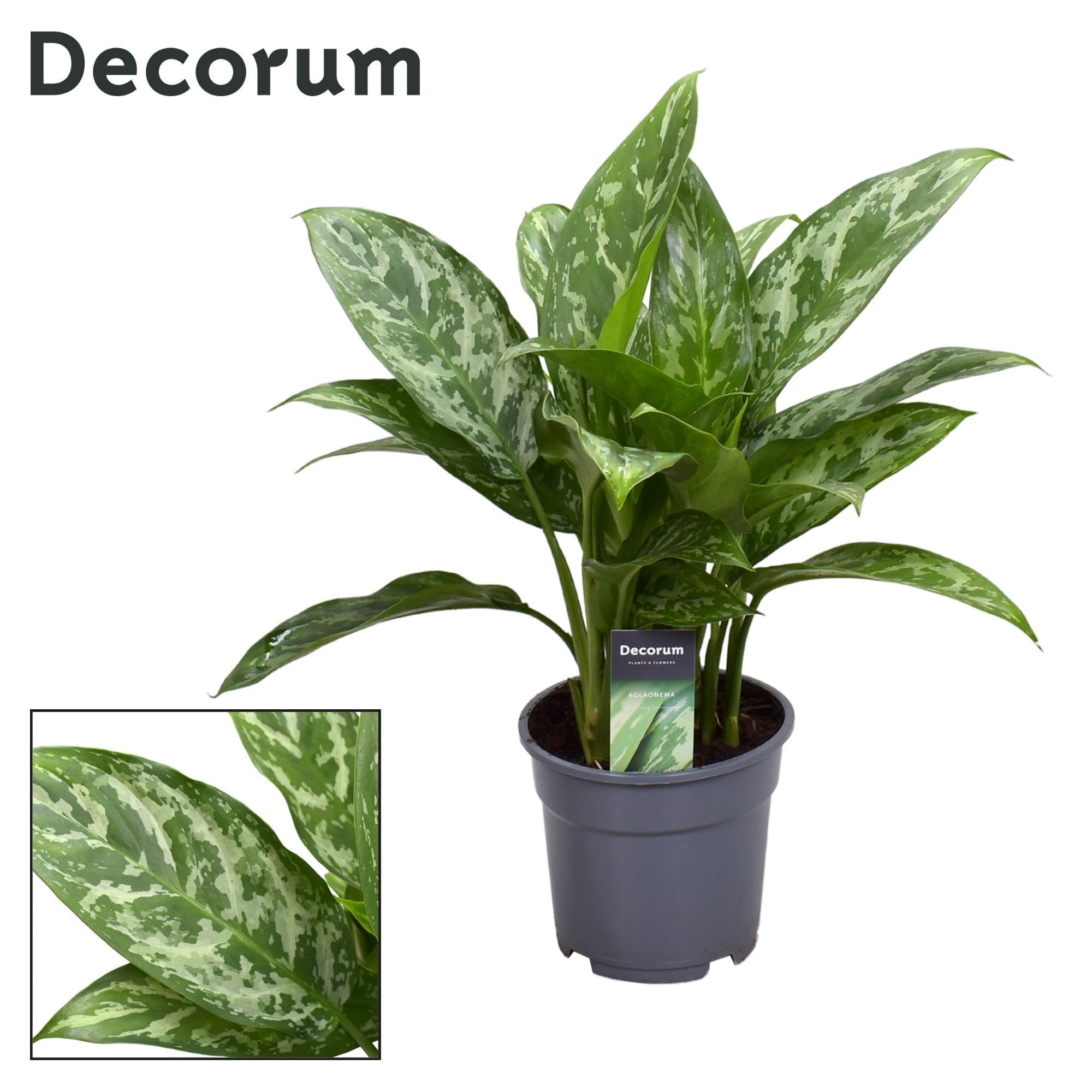 Aglaonema Groene Dame - Ø17cm - ↕60cm