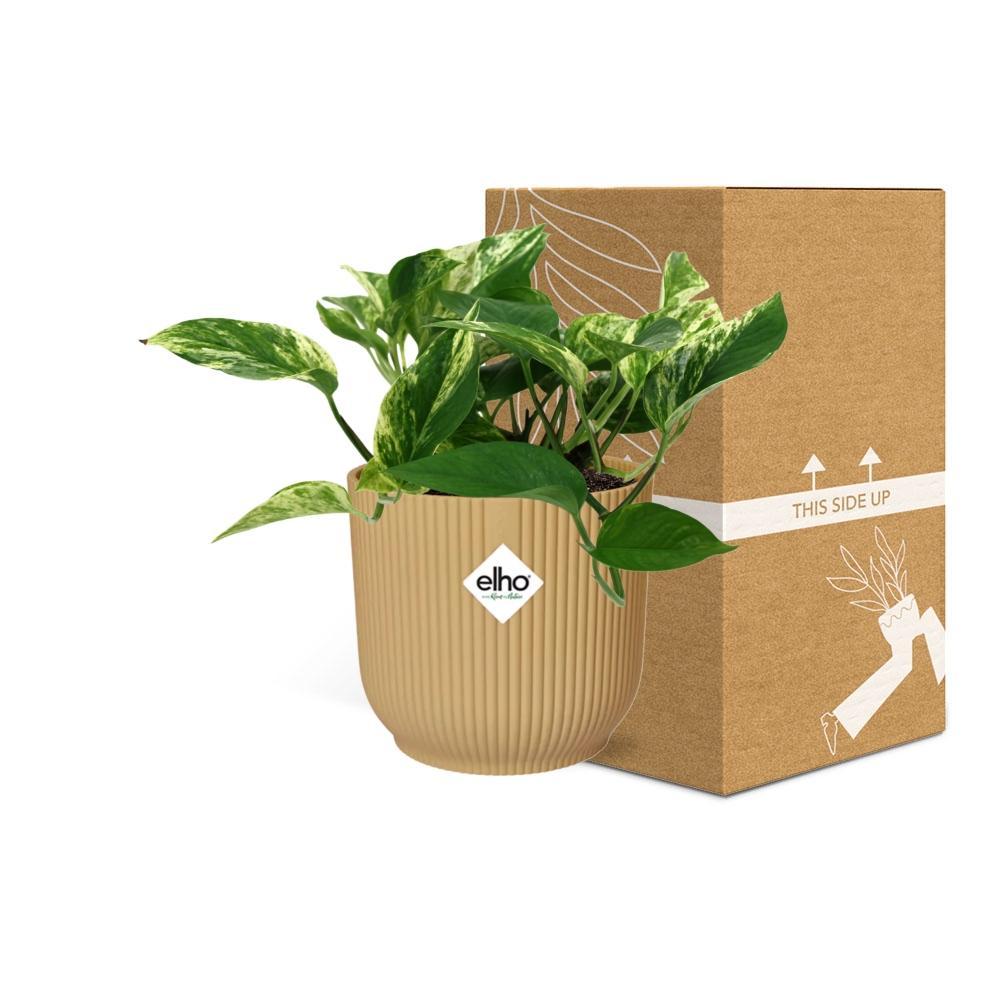 Efeutute - Scindapsus (Epipremnum) Marble Queen in ELHO Vibes Fold 14cm geel