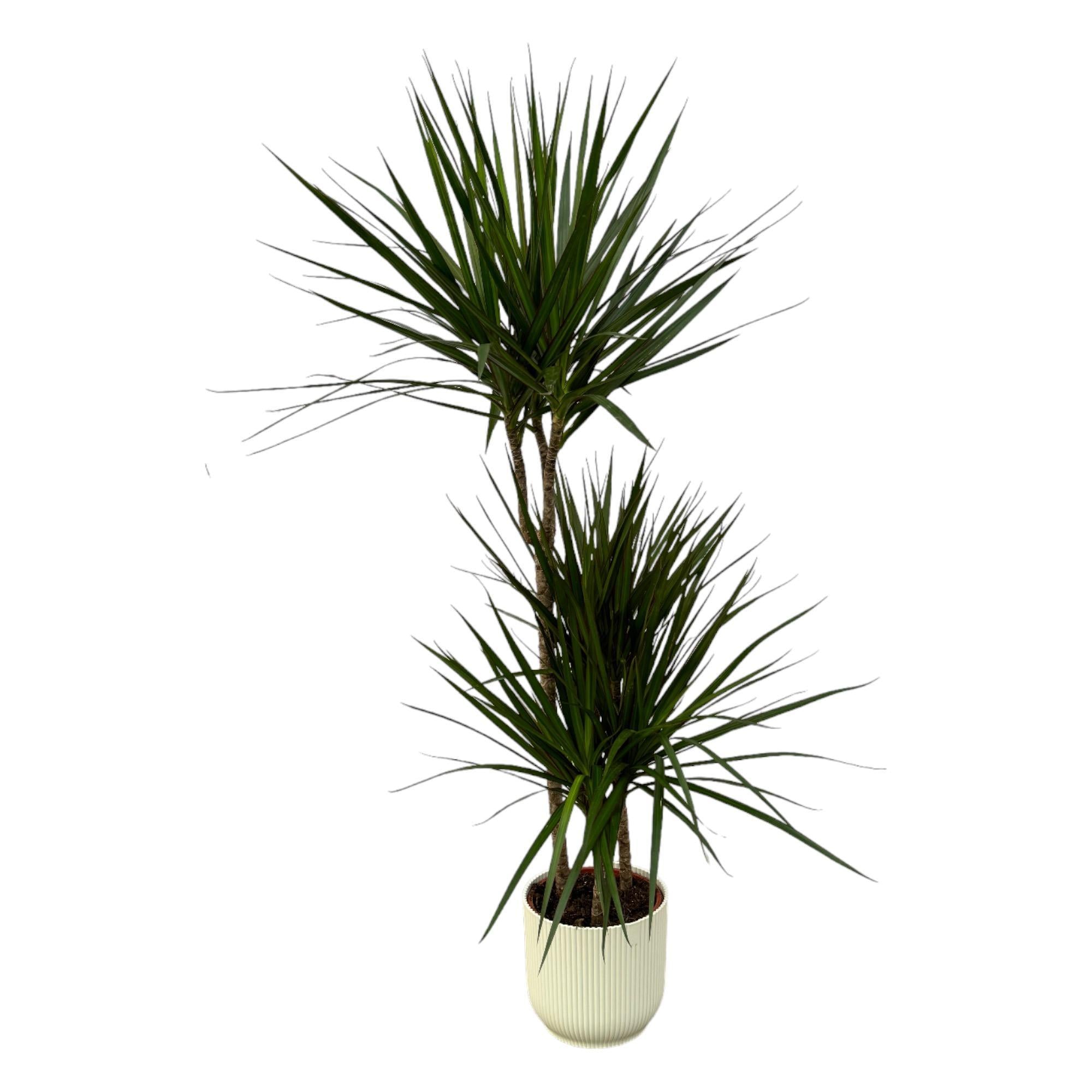 Drachenbaum Marginata - Dracaena Marginata - ↨120cm - Ø21cm inclusief elho Vibes Fold Round Topf weiß D22xH20