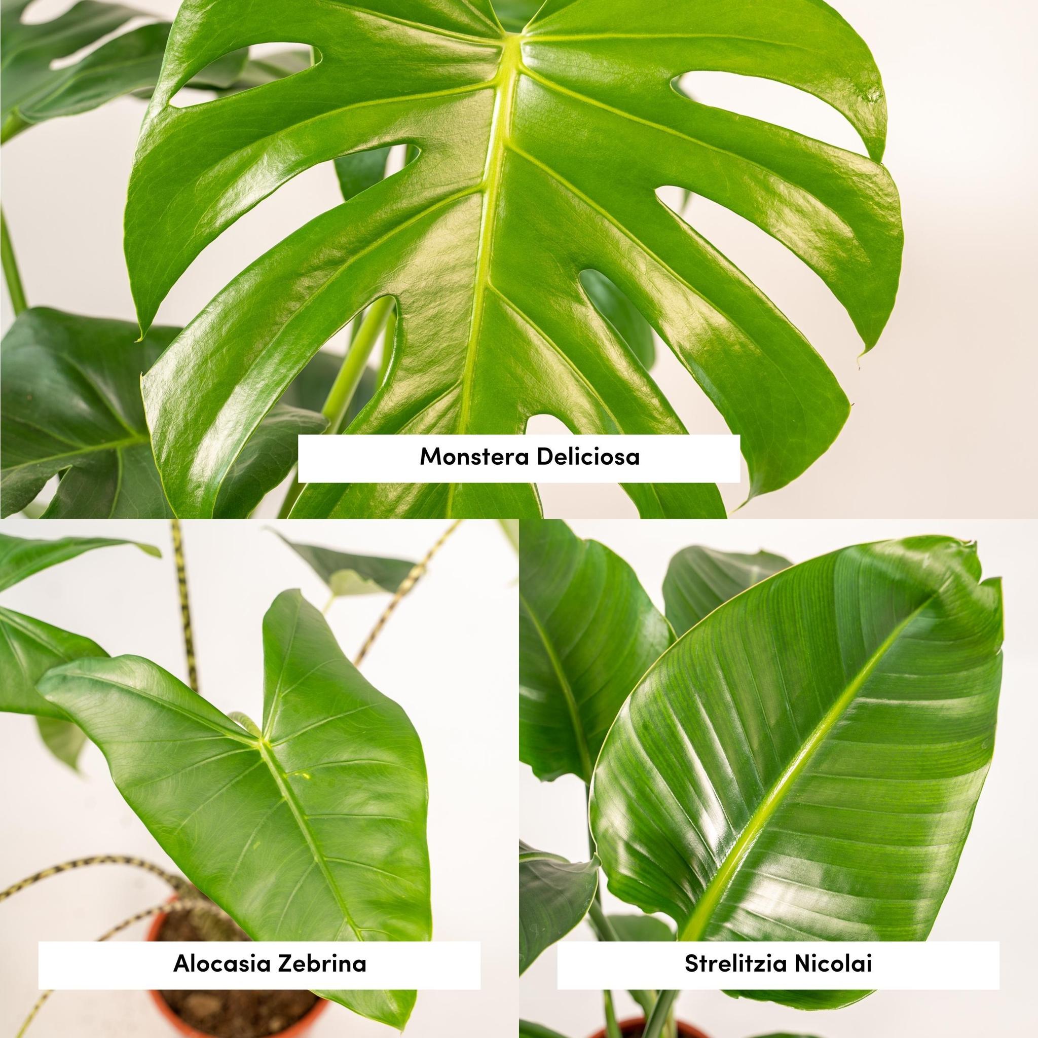 Monstera Deliciosa - Ø21cm - ↕75cm + Alocasia Zebrina - Ø19cm - ↕75cm + Strelitzia Nicolai - Ø19cm - ↕85cm