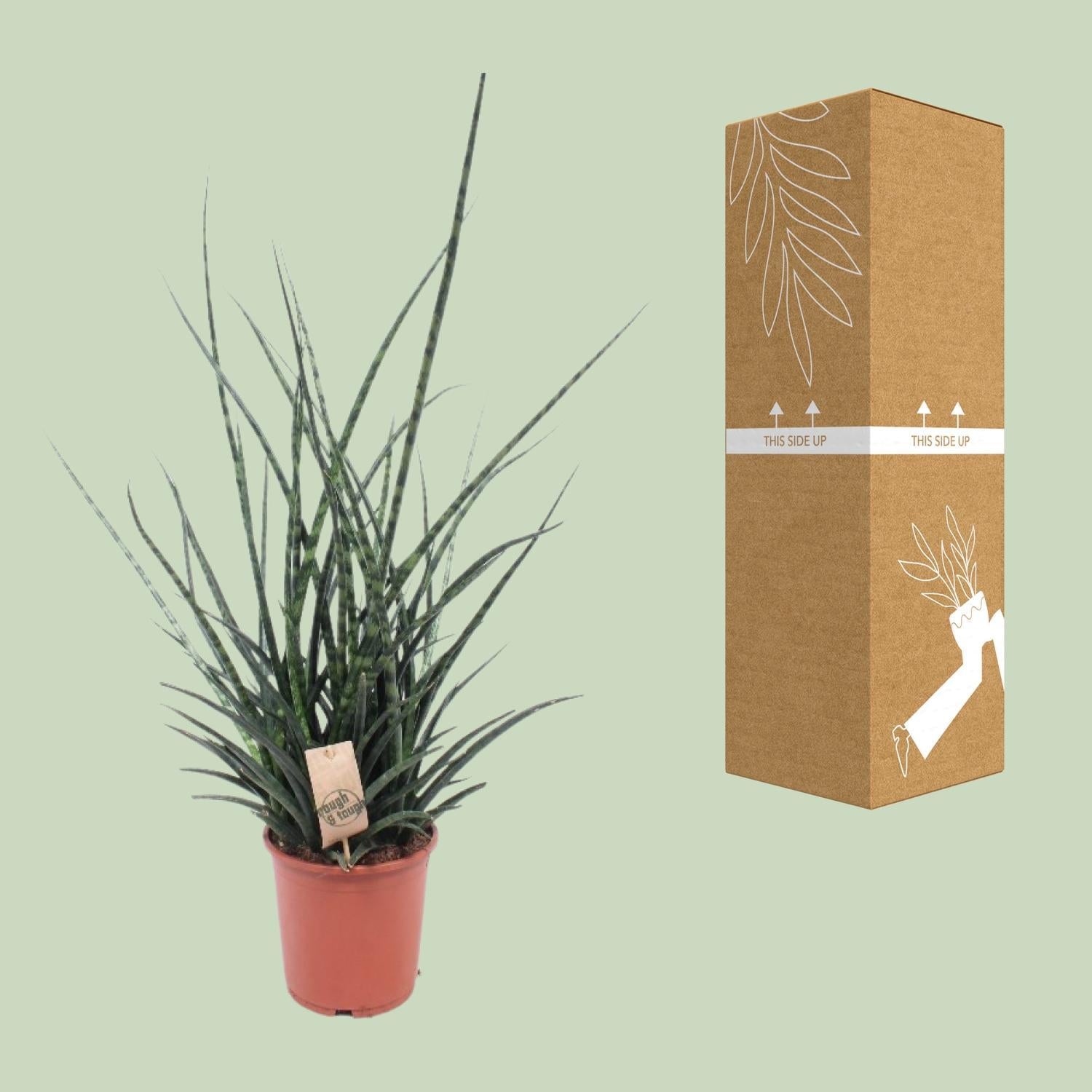 Schwiegermutterzunge - Sansevieria Fernwood Punk - Ø17cm - ↕65cm