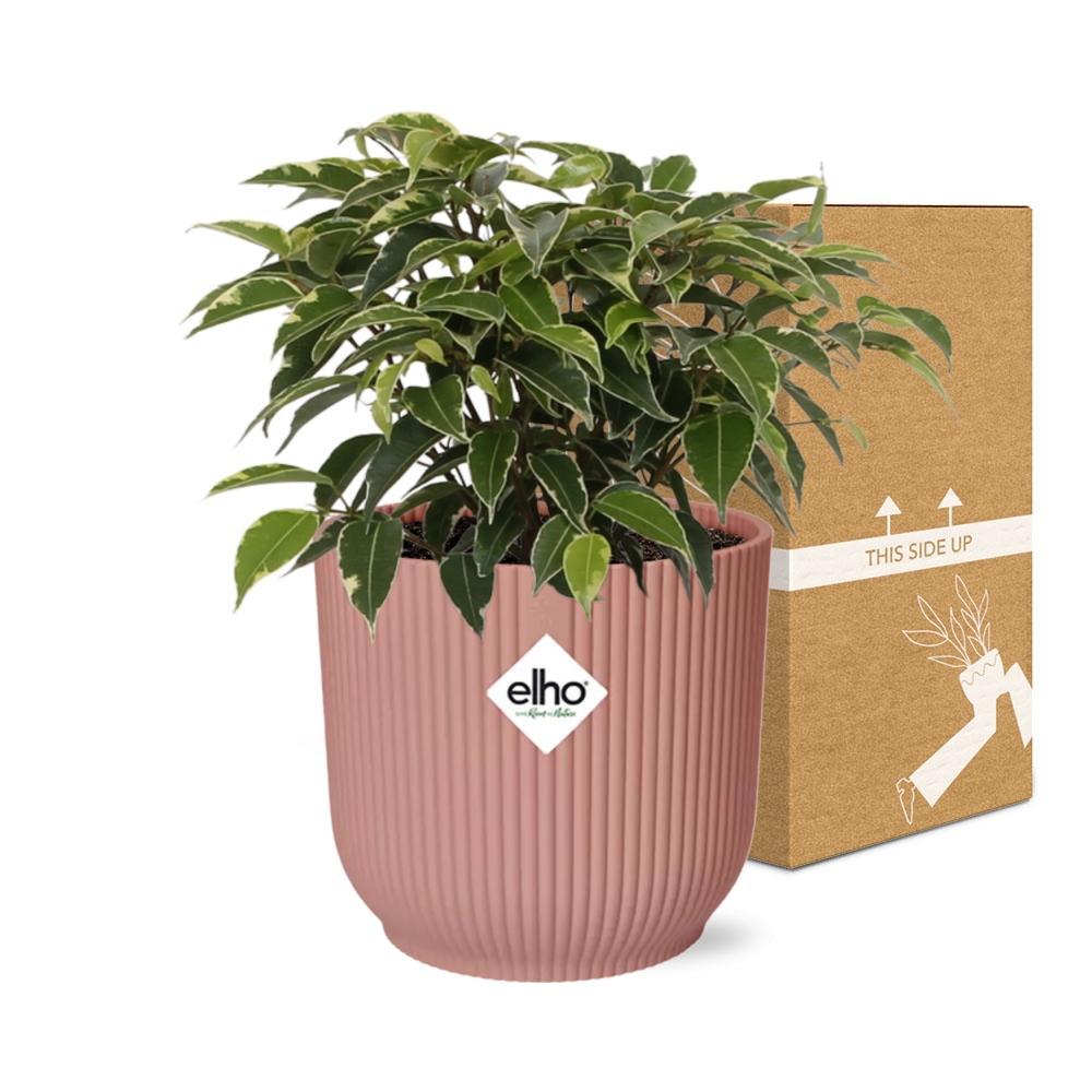 Birkenfeige - Ficus Benjamina Kinky in ELHO Vibes Fold 14cm Topf Rosa