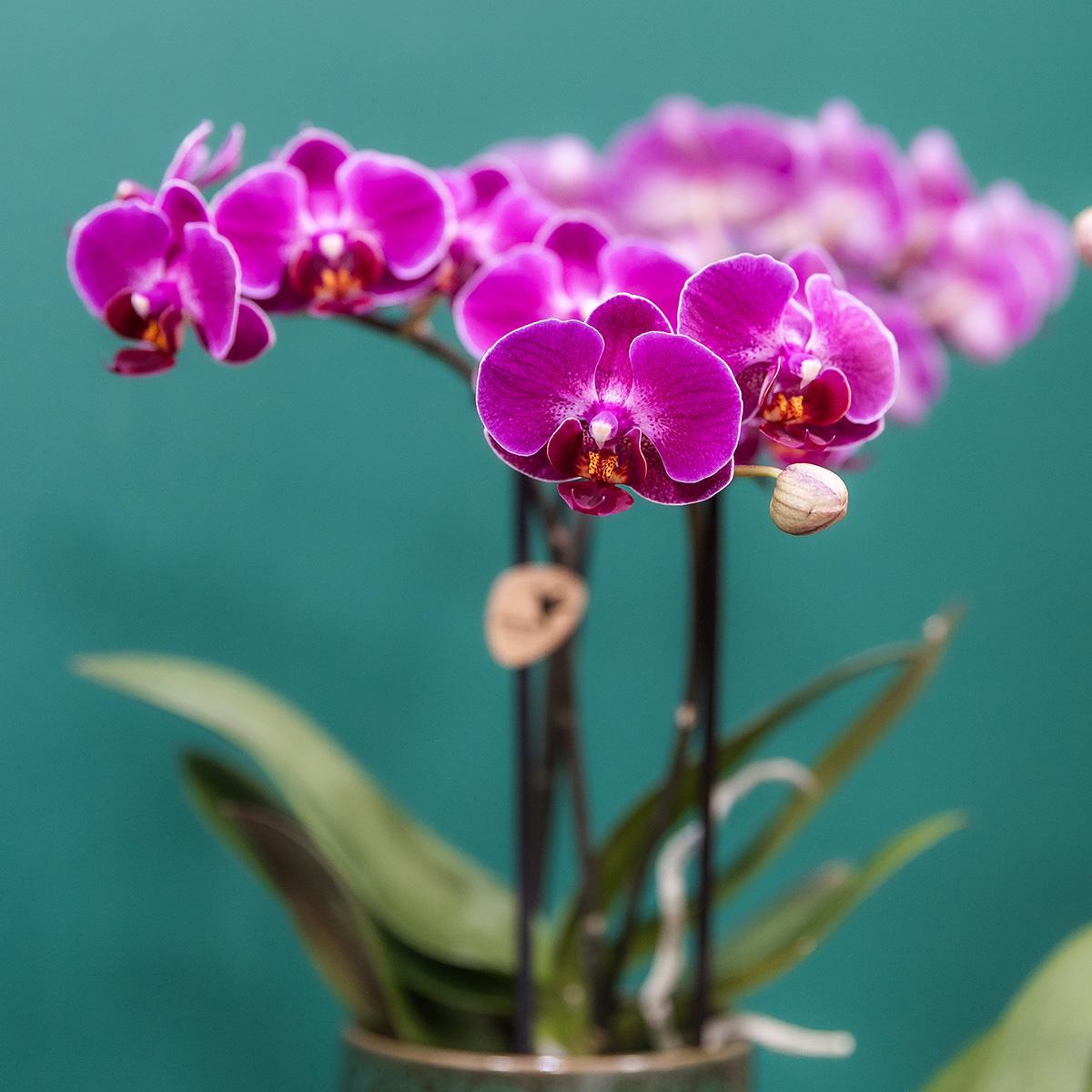 Kolibrie-orchideeën | Paarse Phalaenopsis Orchidee - Morelia Classy groen - potmaat Ø9cm | bloeiende kamerplant - vers van de veredelaar