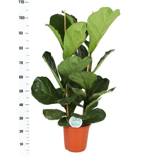 Geigenfeige - Ficus Lyrata - Ø24cm - ↕120cm in ERA Topf anthrazit