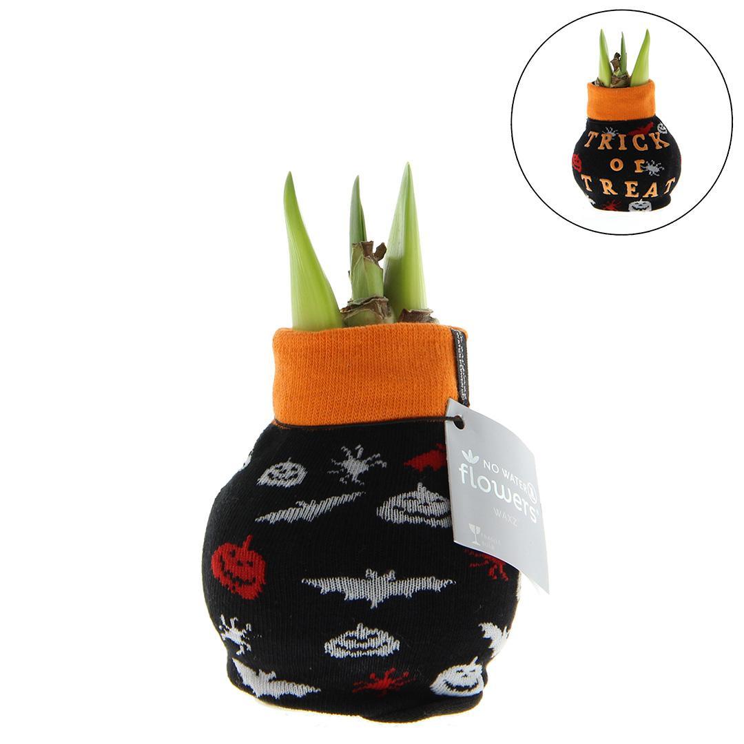 No Water Flowers® (wax amaryllis) | Fashionz Halloween - Black + Red flower