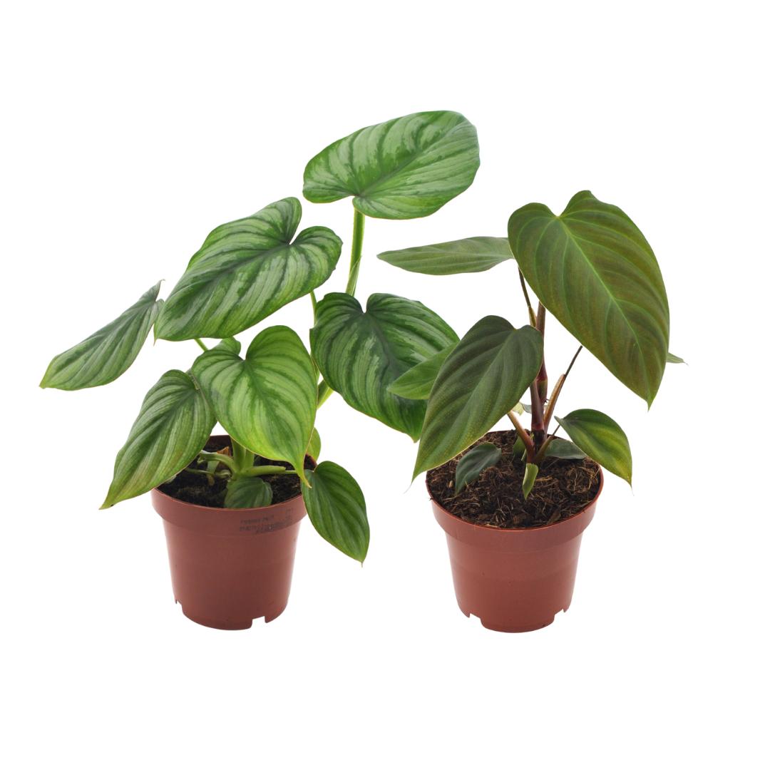 Philodendron Duo Nangaritens/Mamei - 2 Stücke - Ø12cm - ↕25cm