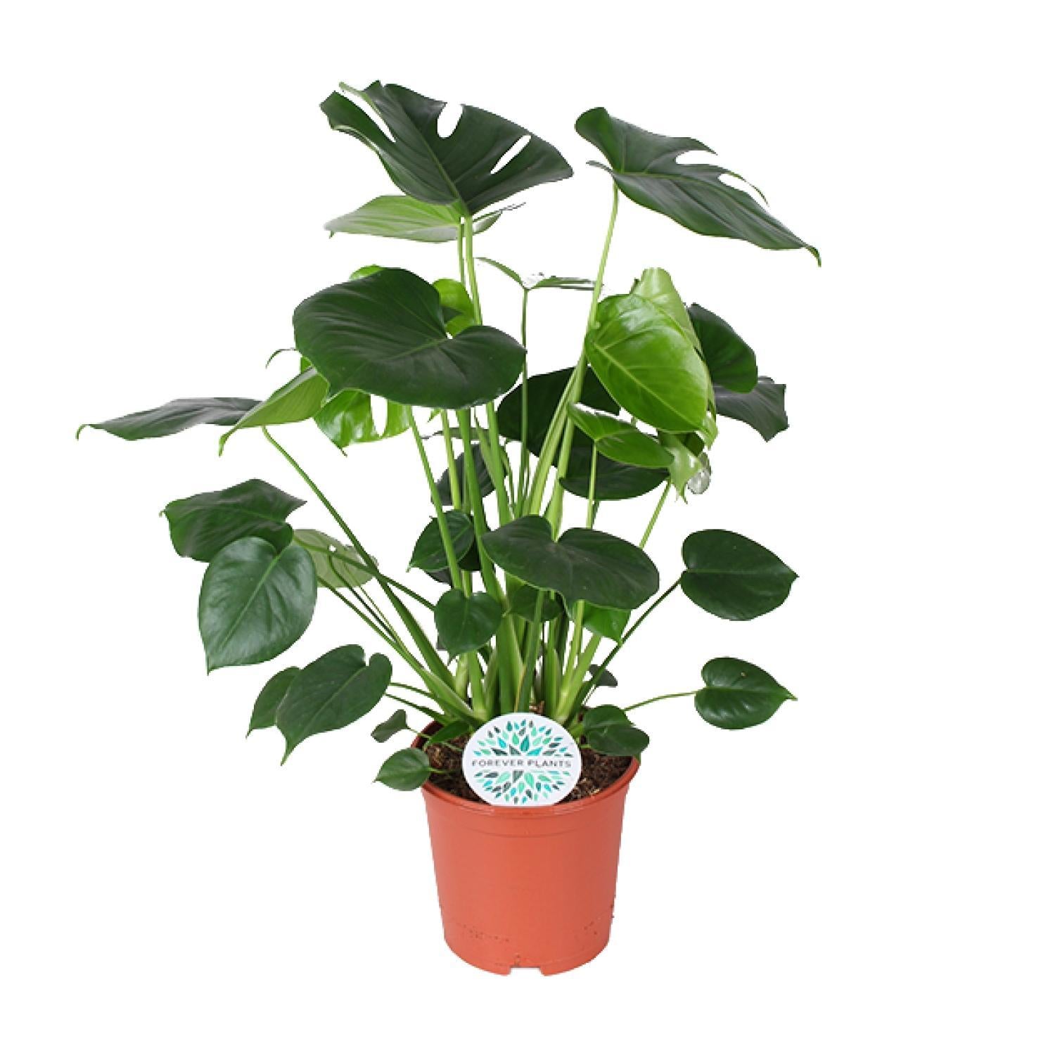 Schweizer Käsepflanze - Monstera Deliciosa - Ø21cm - ↕80cm